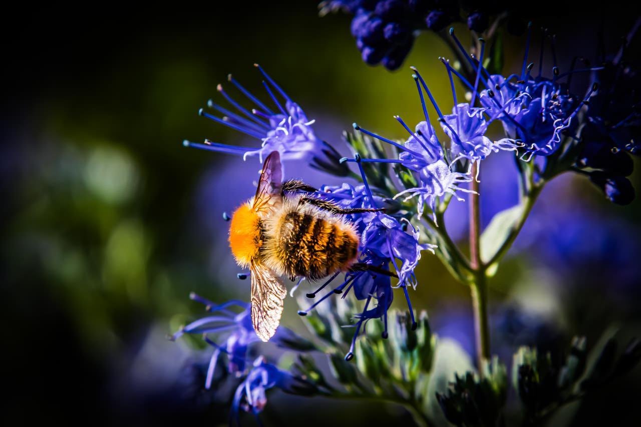 A bumblebee with a fuzzy orange and black-striped body clings to a cluster of vibrant blue flowers with thin, spiky petals. The background is softly blurred, highlighting the bee and flowers in sharp focus against a mix of greens and darker blues.