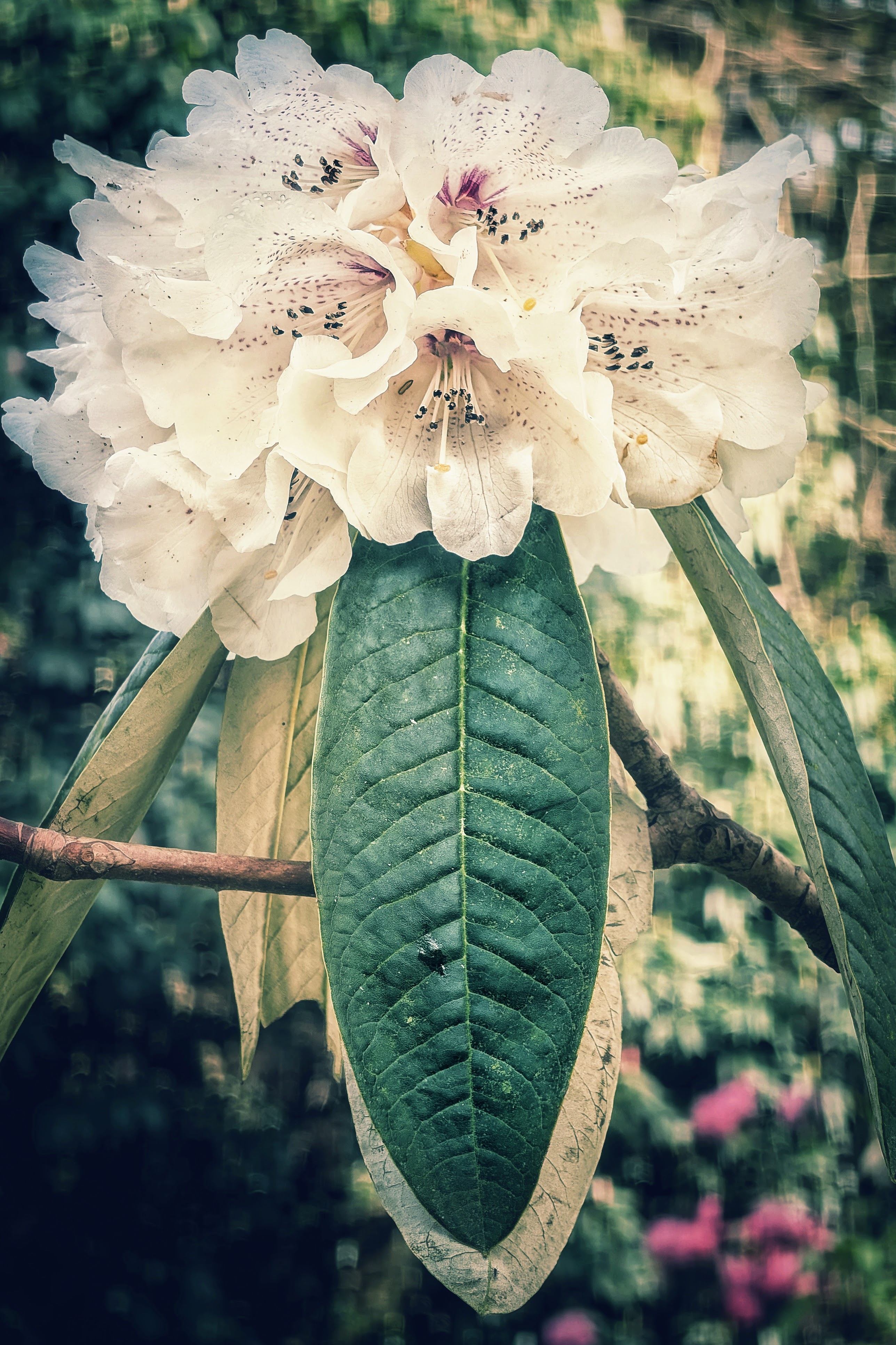 A vertical, close-up photograph of a lush cluster of white rhododendron flowers in full bloom. The petals are a creamy off-white with delicate, dark purple or maroon speckles on the upper lobes. Below the heavy floral head, a large, dark green, oval leaf with prominent veins points downwards, acting as a visual anchor. The background is a soft, out-of-focus mix of green foliage and dappled sunlight, creating a dreamy and serene woodland atmosphere.