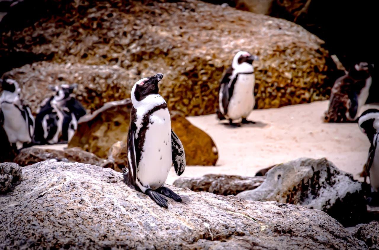 This image shows several penguins standing on rocky terrain. The penguins appear to be gathered on a beach with large rocks in the background.