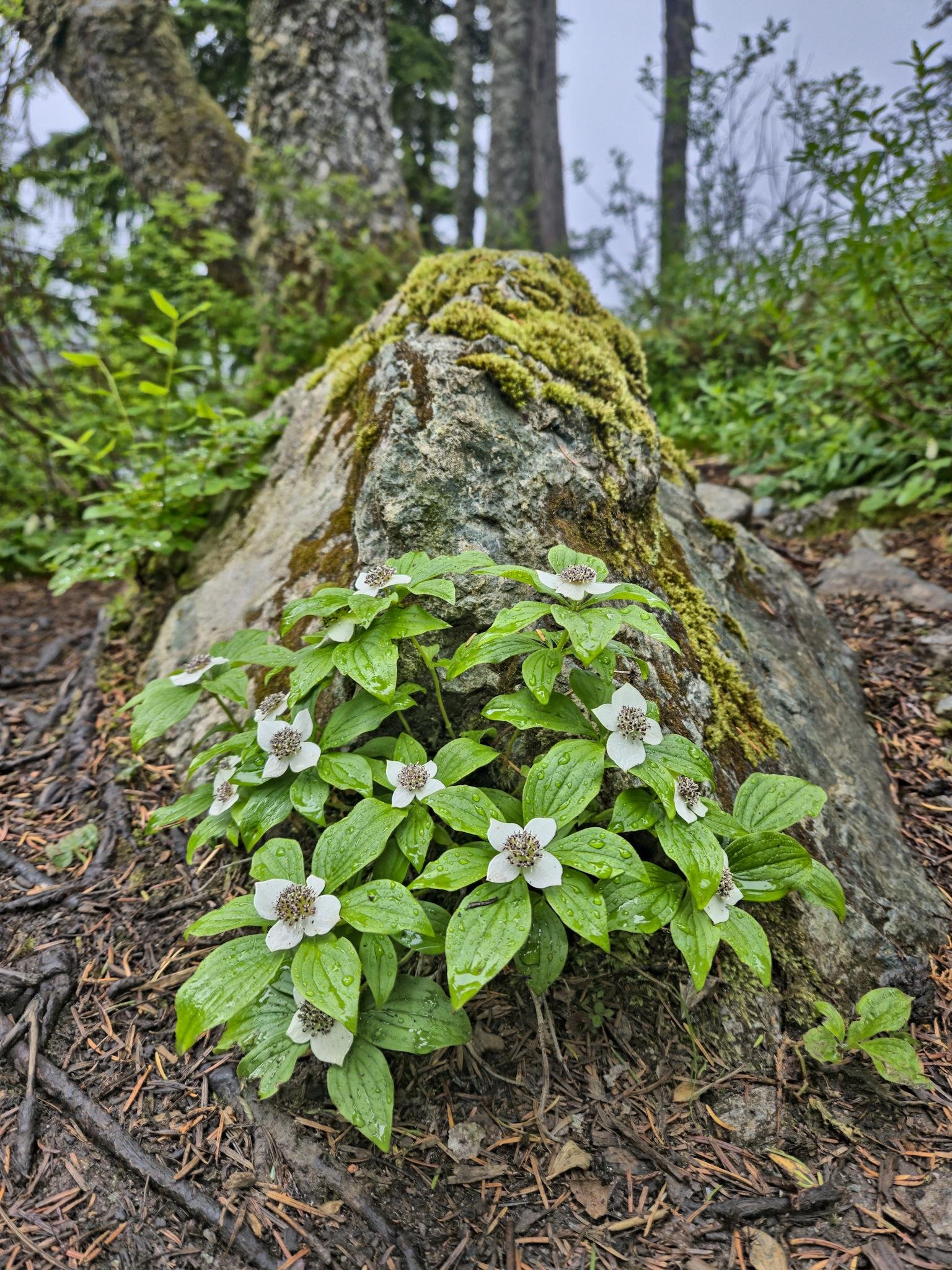 Cluster of low green plants with white, four-petaled flowers and raindrops on the leaves in the foreground, growing at the base of a moss-covered rock; blurred trees and undergrowth in the background.
