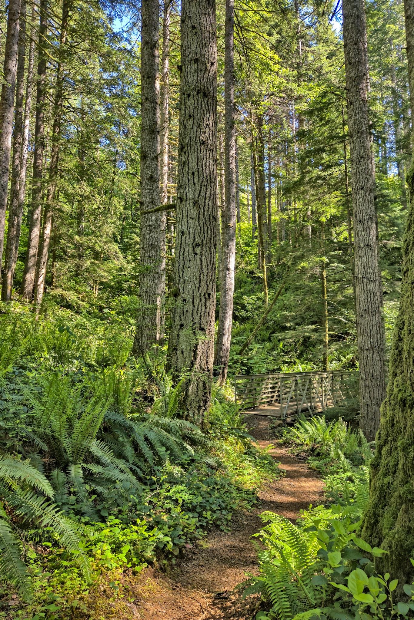 Tall trees with textured bark in a dense forest, surrounded by lush green ferns and undergrowth. A narrow dirt path winds through the scene, leading to a small wooden bridge in the background. Sunlight filters through the canopy, casting dappled shadows on the ground.