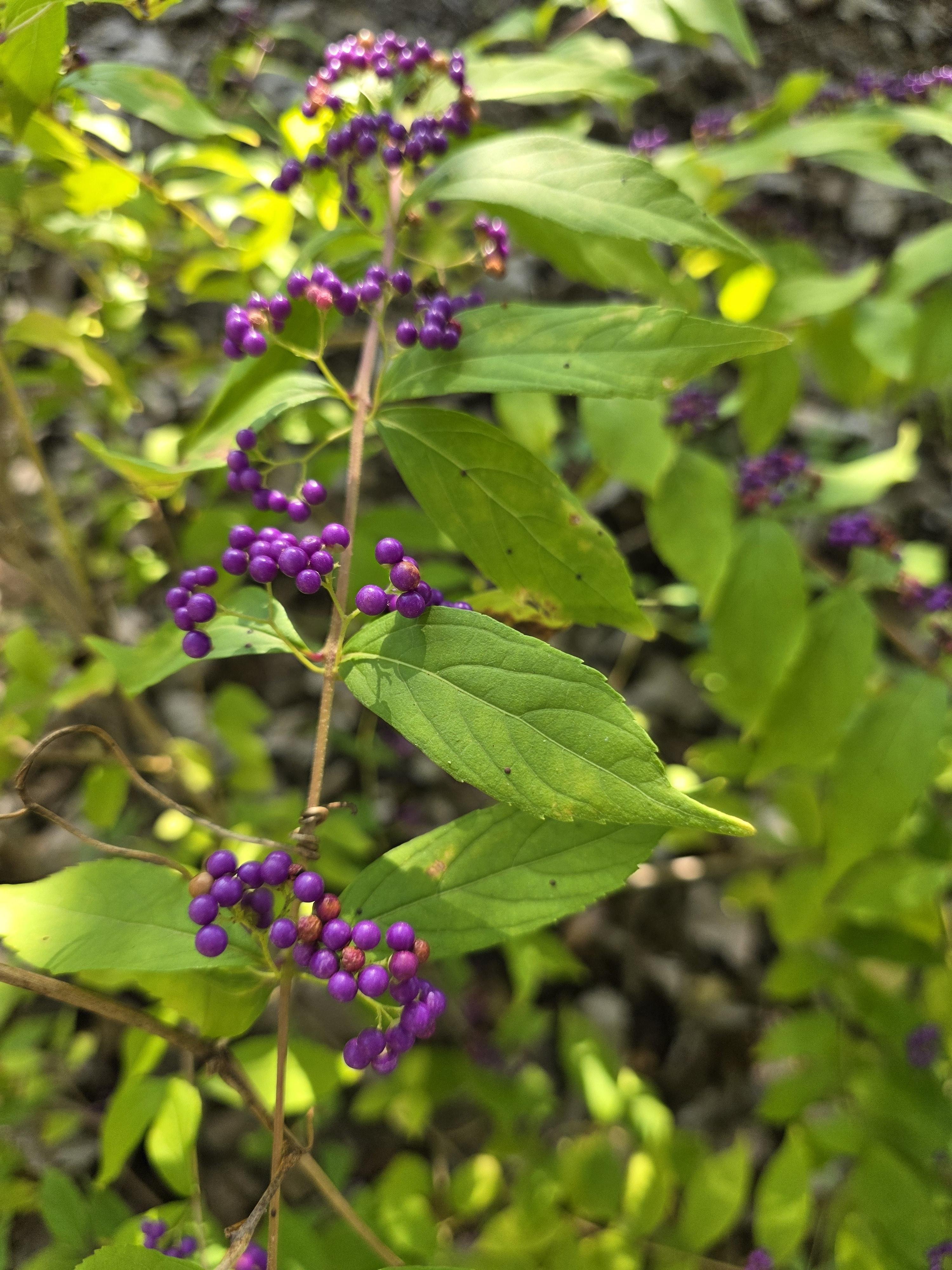 Purple berries clustered along branches with elongated green leaves, set against a blurred background of similar foliage. The berries are small and vibrant, contrasting with the bright green leaves around them.