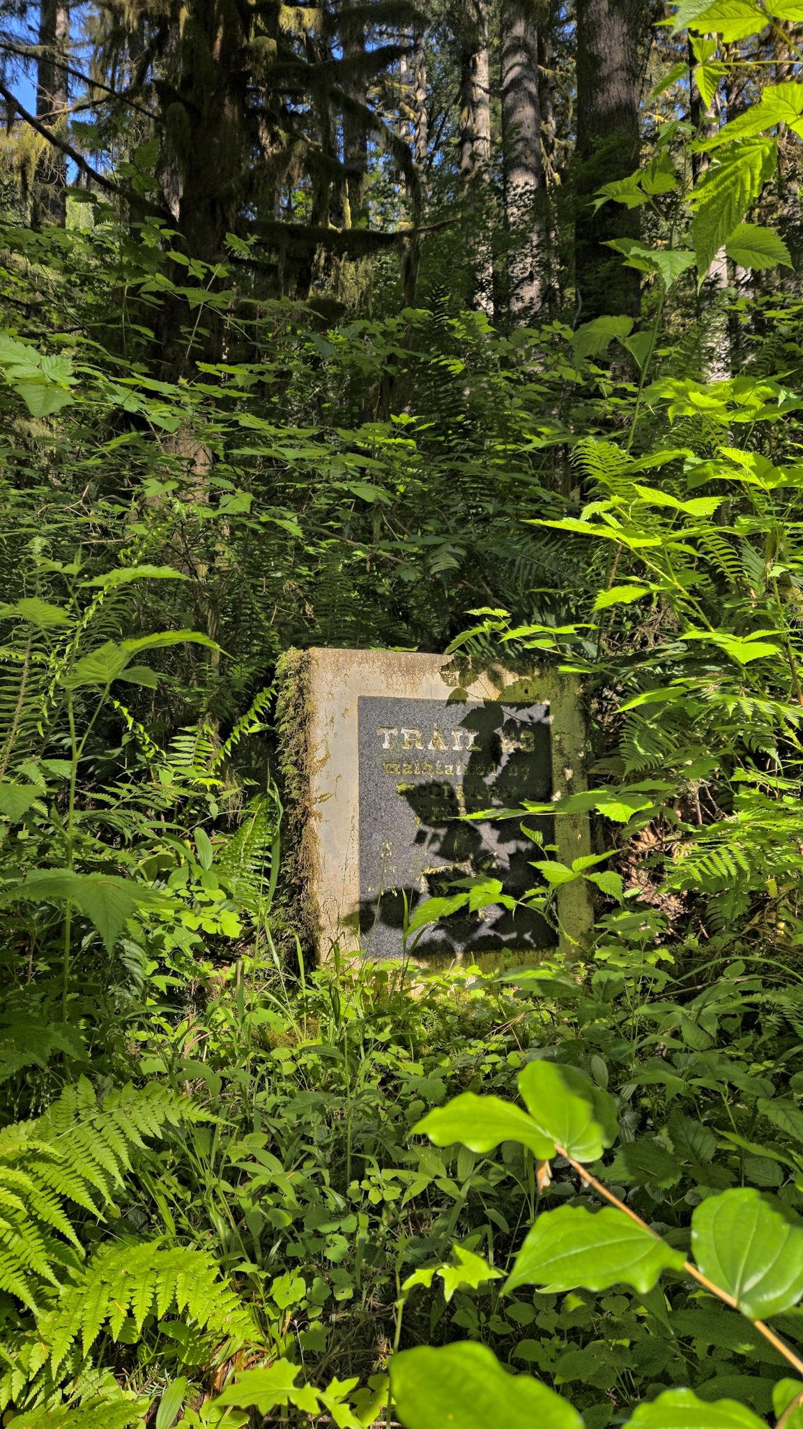 Stone sign partially covered by moss and vegetation in a forest, surrounded by dense greenery and tall trees. Sunlight filters through the leaves, casting shadows on the sign. The sign reads, in part, "TRAIL #8 MAINTAINED BY . . . RIDERS"