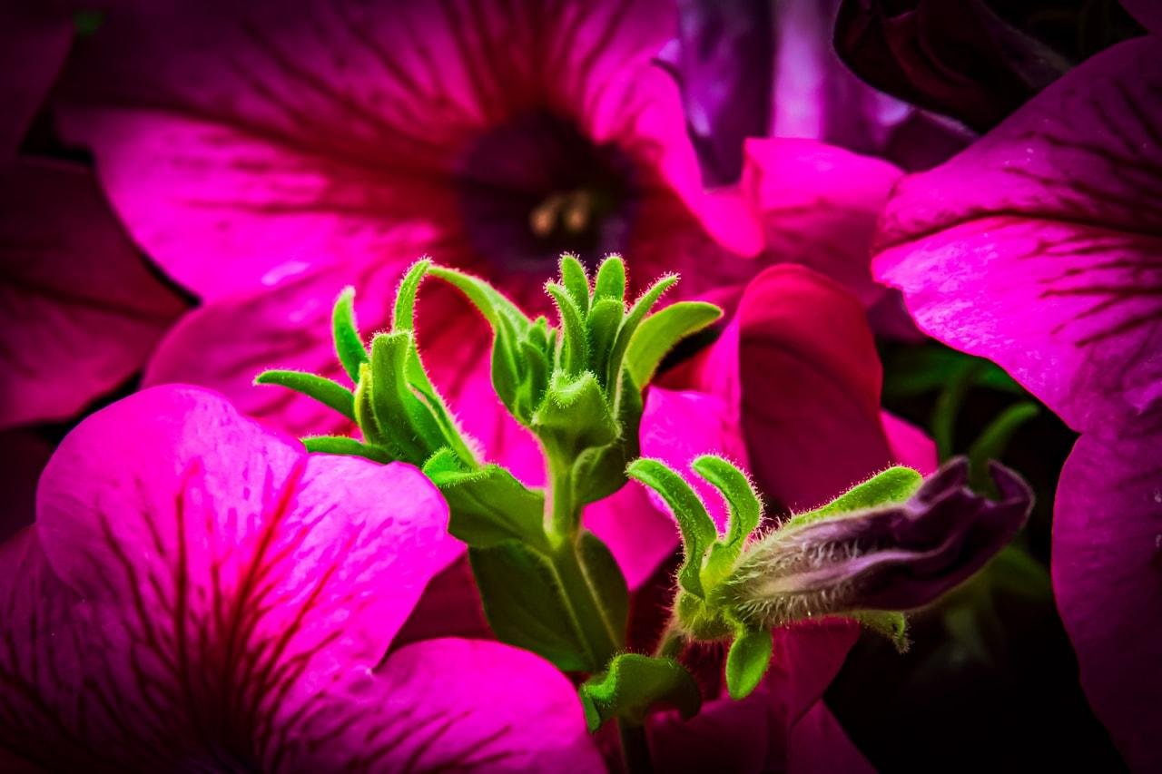 Bright pink petunia flowers in full bloom with intricate vein patterns on petals. Green buds and stems are visible in the foreground, displaying a vibrant contrast against the vivid pink background.