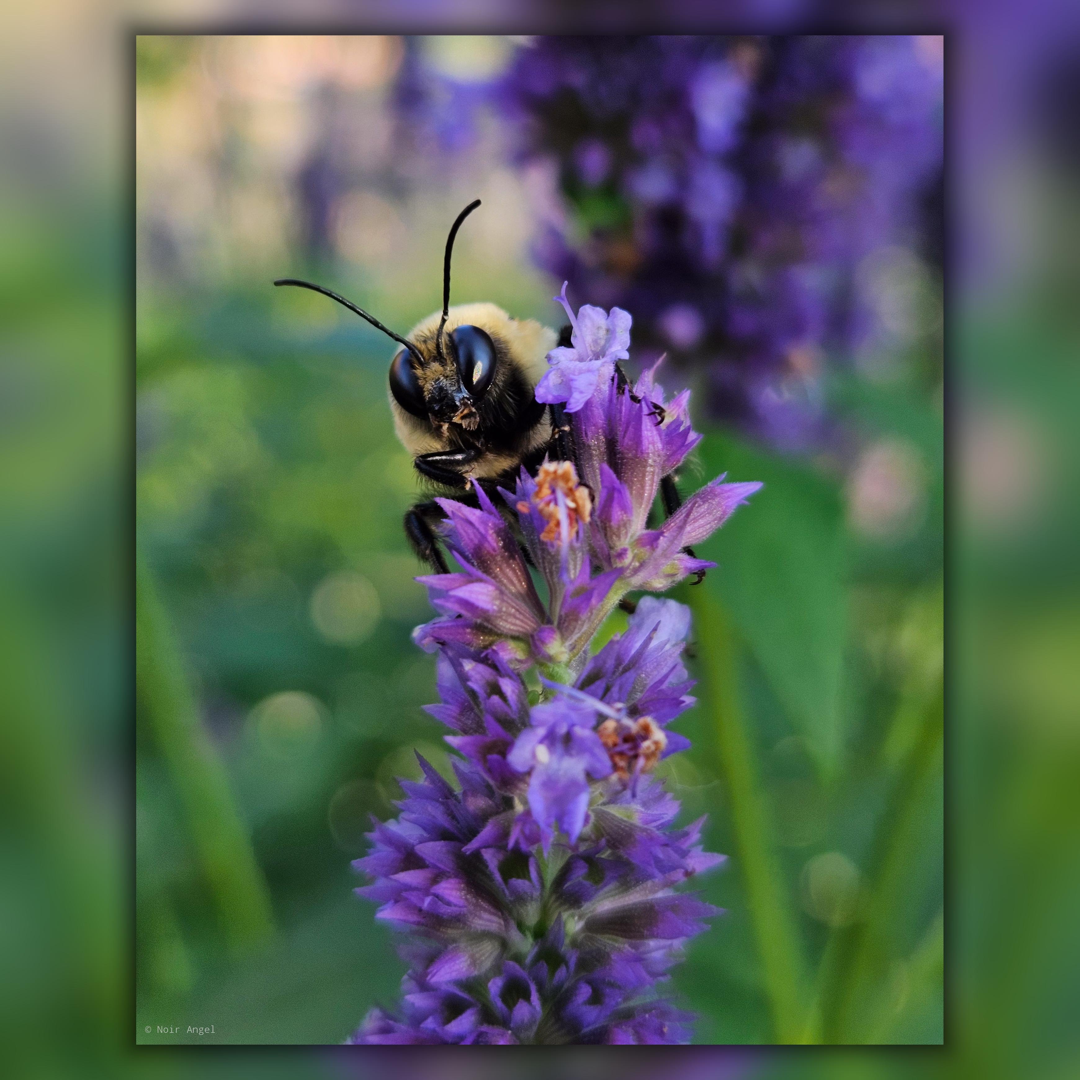 The image shows a bee perched on a purple flower. The background is blurred, highlighting the details of the bee and flower. The bee is facing the camera, with its antennae visible, and the flower has multiple small blossoms.