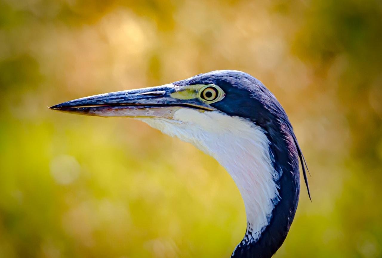 The image shows a close-up of a bird, which appears to be a heron, with a focus on its head and beak. The background is blurred, highlighting the bird's detailed features.