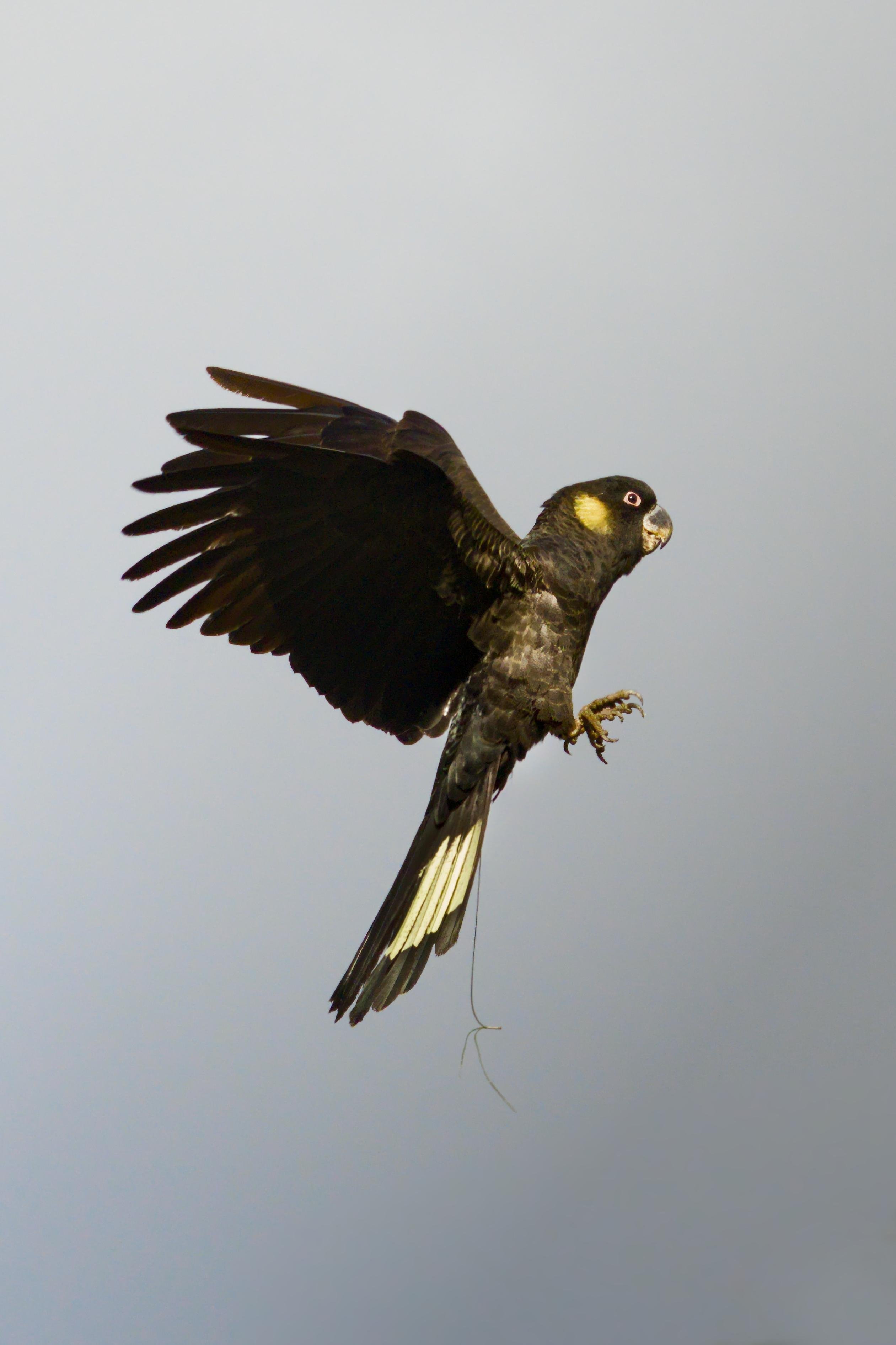 A Yellow-tailed Black cockatoo in flight against a pale gray sky, wings spread and claws extended, showing a yellow cheek patch and a tail with white panels; a thin dangling line trails beneath the bird.