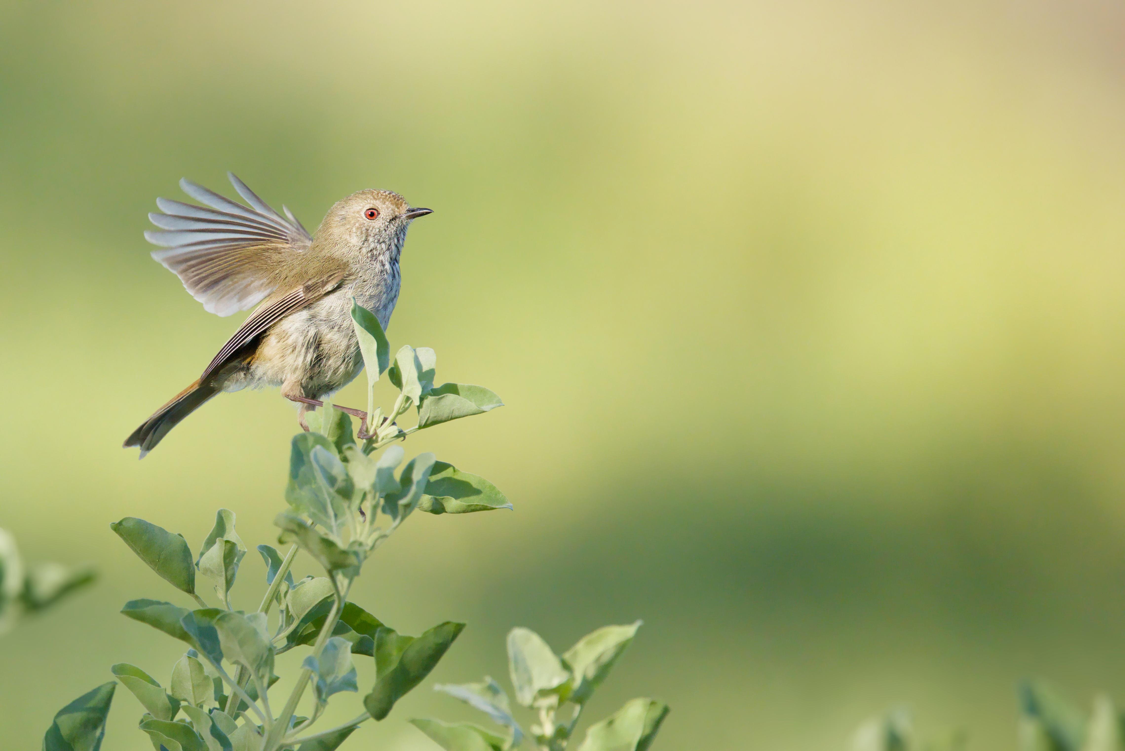 A Brown Thornbill perched on the tip of a leafy green branch with one wing raised, set against a softly blurred green background.