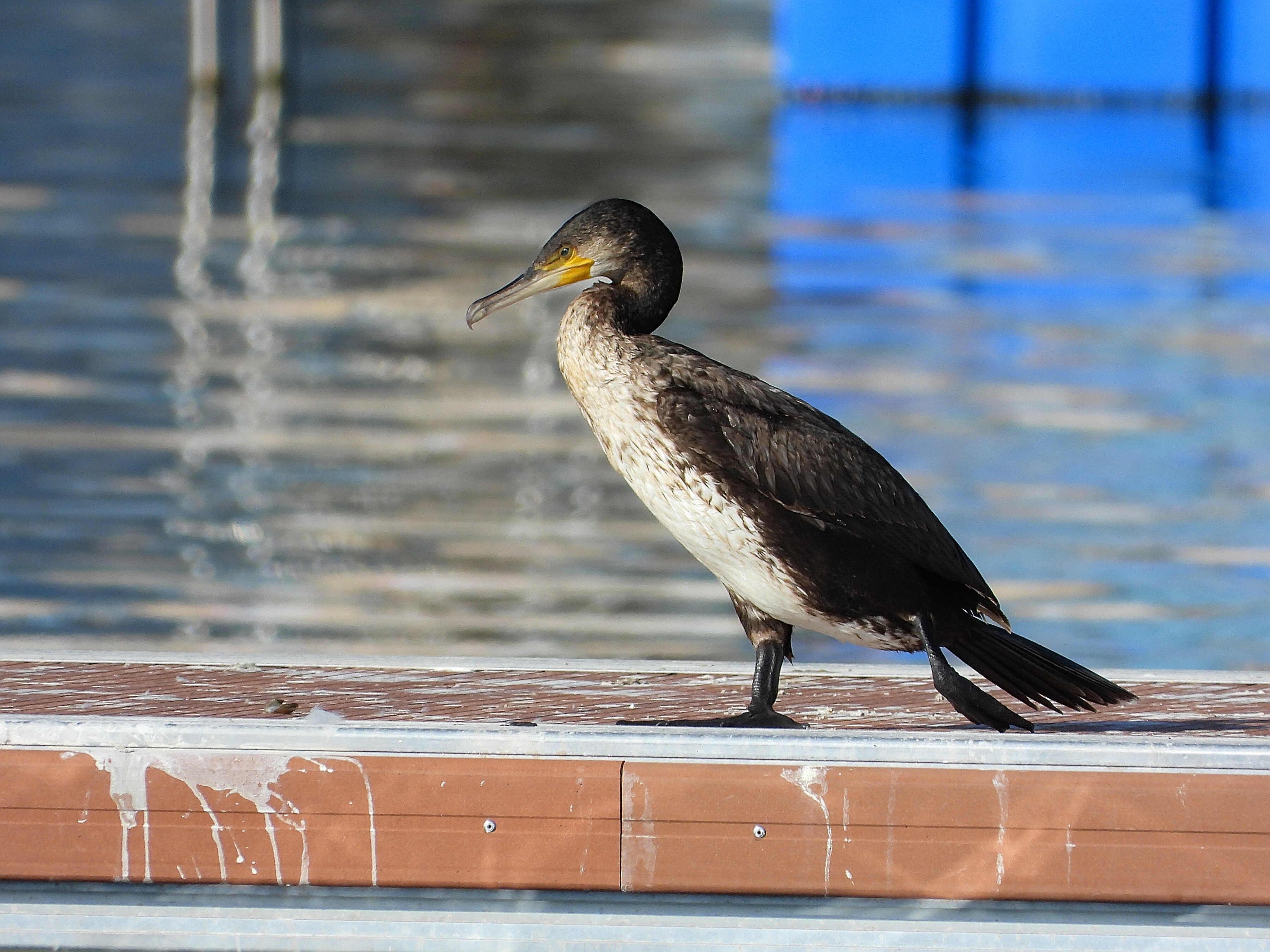 En un pantalán del puerto un cormorán se pasea con aspecto pensativo. Tiene una pata posada y la otra hacia atrás. Es de color negro en el dorso y blanco moteado en el vientre. El pico es largo y curvado en la parte final, de color negro arriba y blanco abajo, terminando en los carrillos de color amarillo. El cuello es largo y lo recoge en una S. Al fondo se ve el agua con los reflejos del puerto.

Si estás leyendo este texto es porque tienes dificultades de visión y espero que te haya ayudado a ver la imagen. Si no ha sido así, te agradecería los comentarios.
Si lo has leído aunque ves la imagen sin problemas recuerda que debes poner un texto alternativo en tus archivos multimedia para que todo el mundo pueda disfrutarlos.