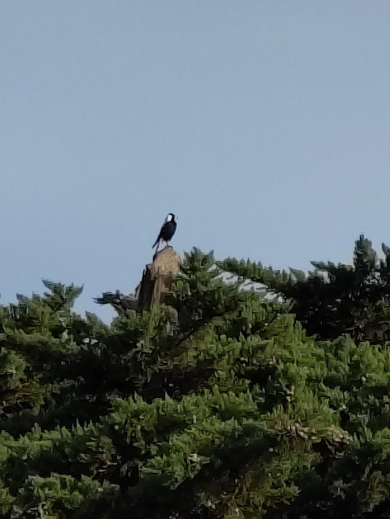 An Australian magpie sitting on top of a tree, looking out to the right. It looks like the top of the tree has broken off, and the magpie is on the broken trunk