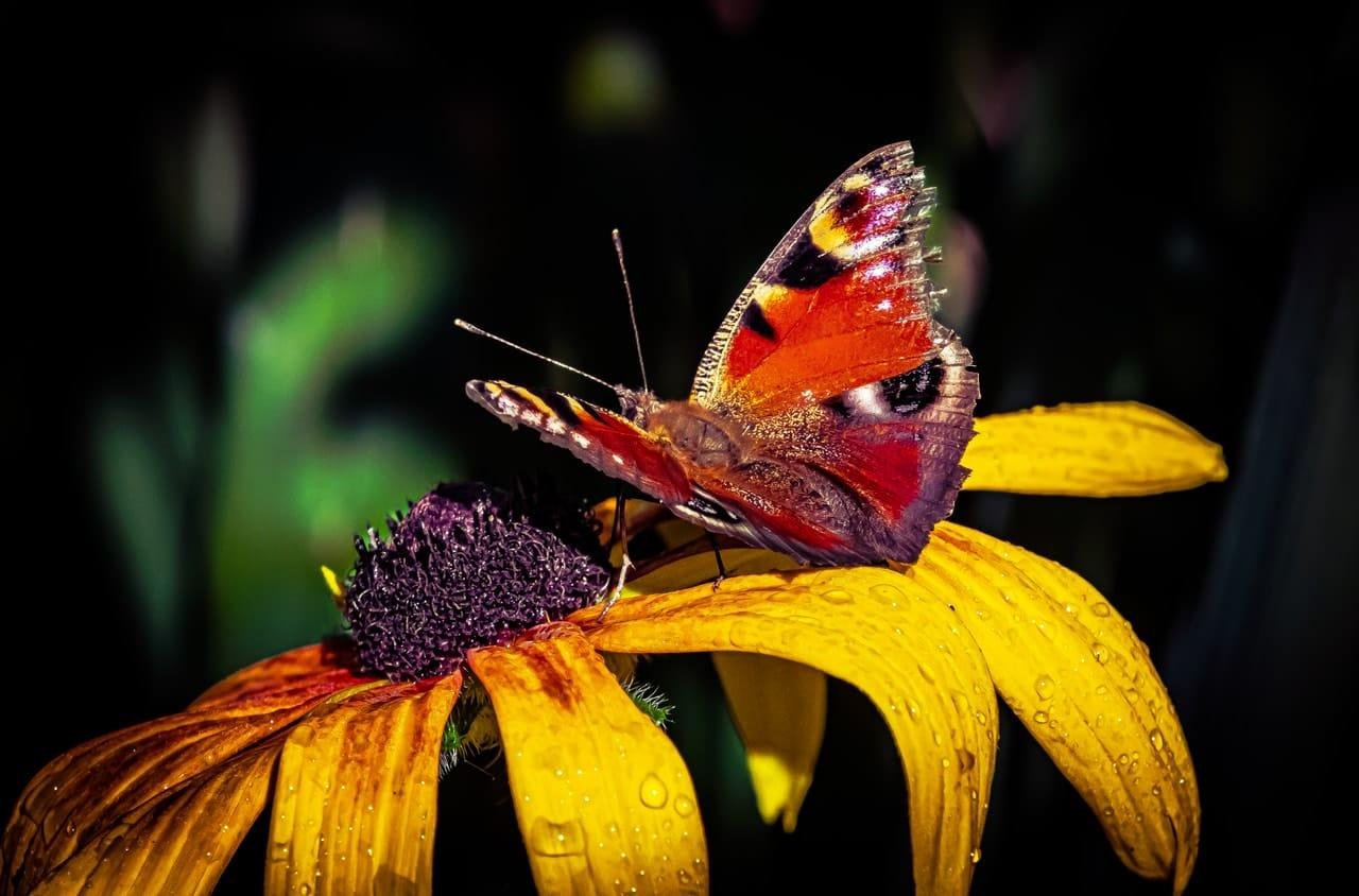 Close-up of an orange-and-brown butterfly with eye spots on its wings resting on a yellow flower with a dark purple center and water droplets on the petals, against a blurred dark green background.