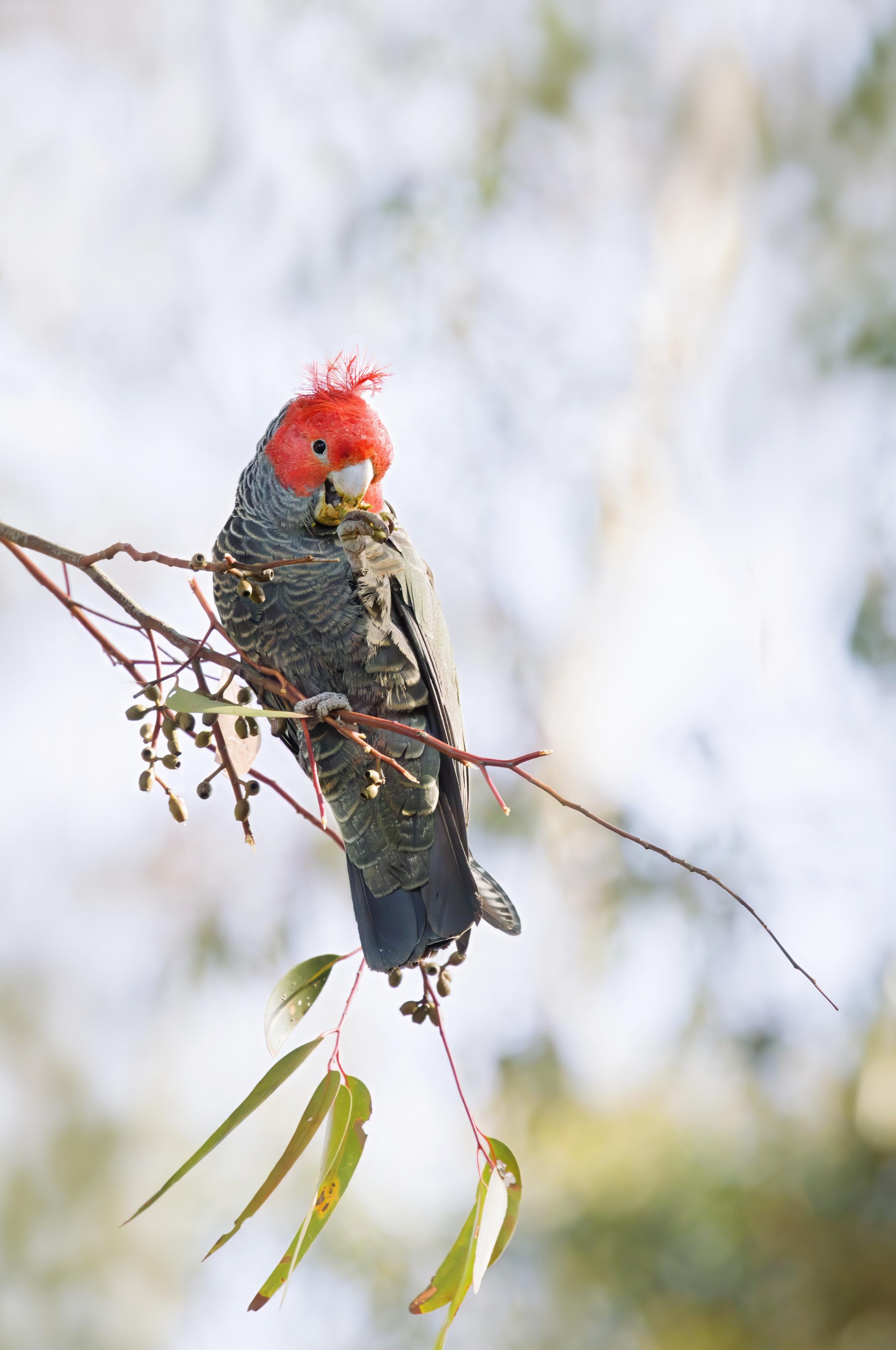 A male gang gang holding and eating a seed pod. A few eucalyptus leaves hang below against a blurred pale background.