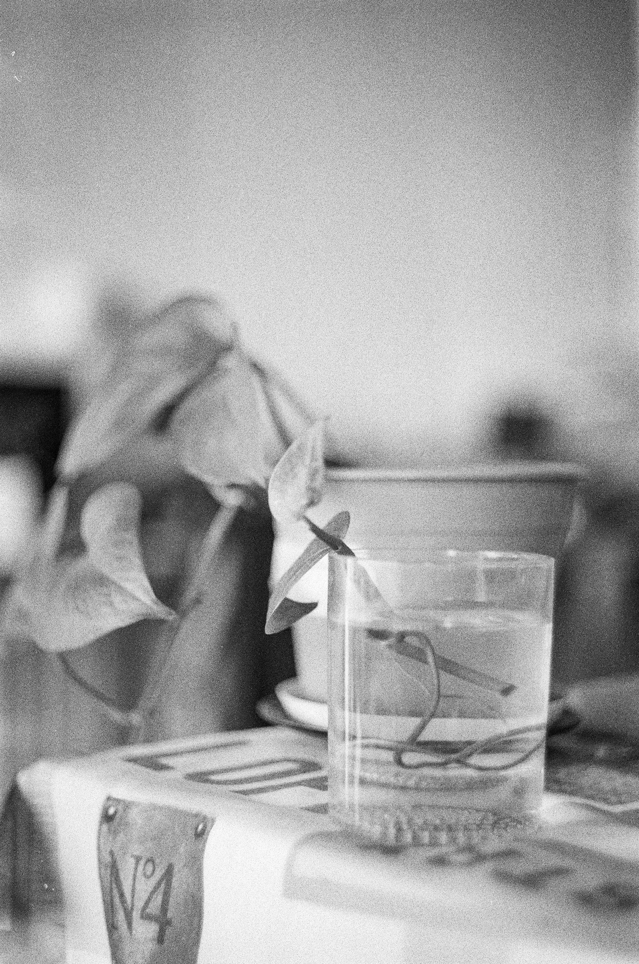 B&W photo of a plant cut growing inside a glass of water. Potted plant of the same type can be seen behind it