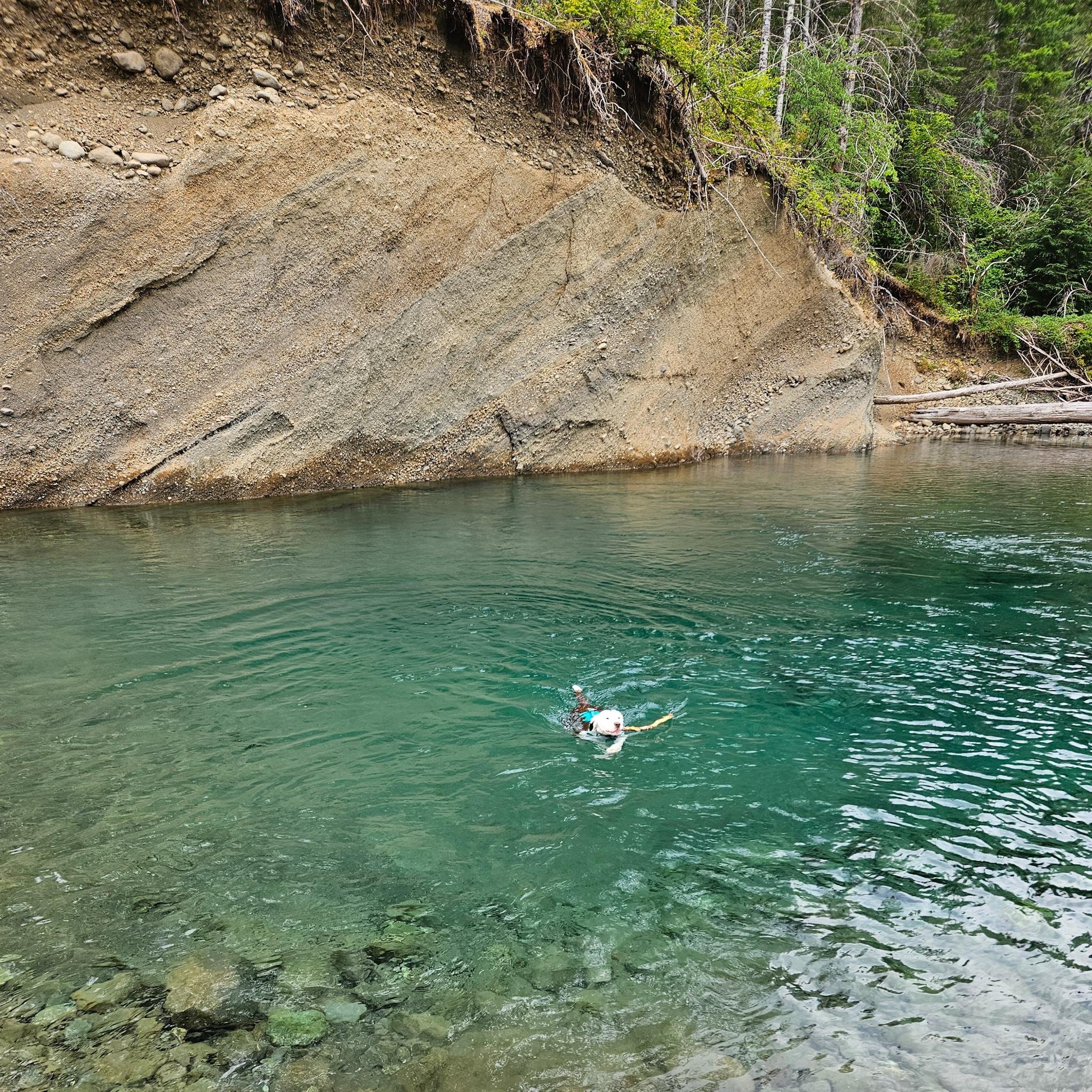 A white dog wearing a blue vest swims in clear turquoise river water, holding a stick in its mouth. A steep dirt bank rises in the background.