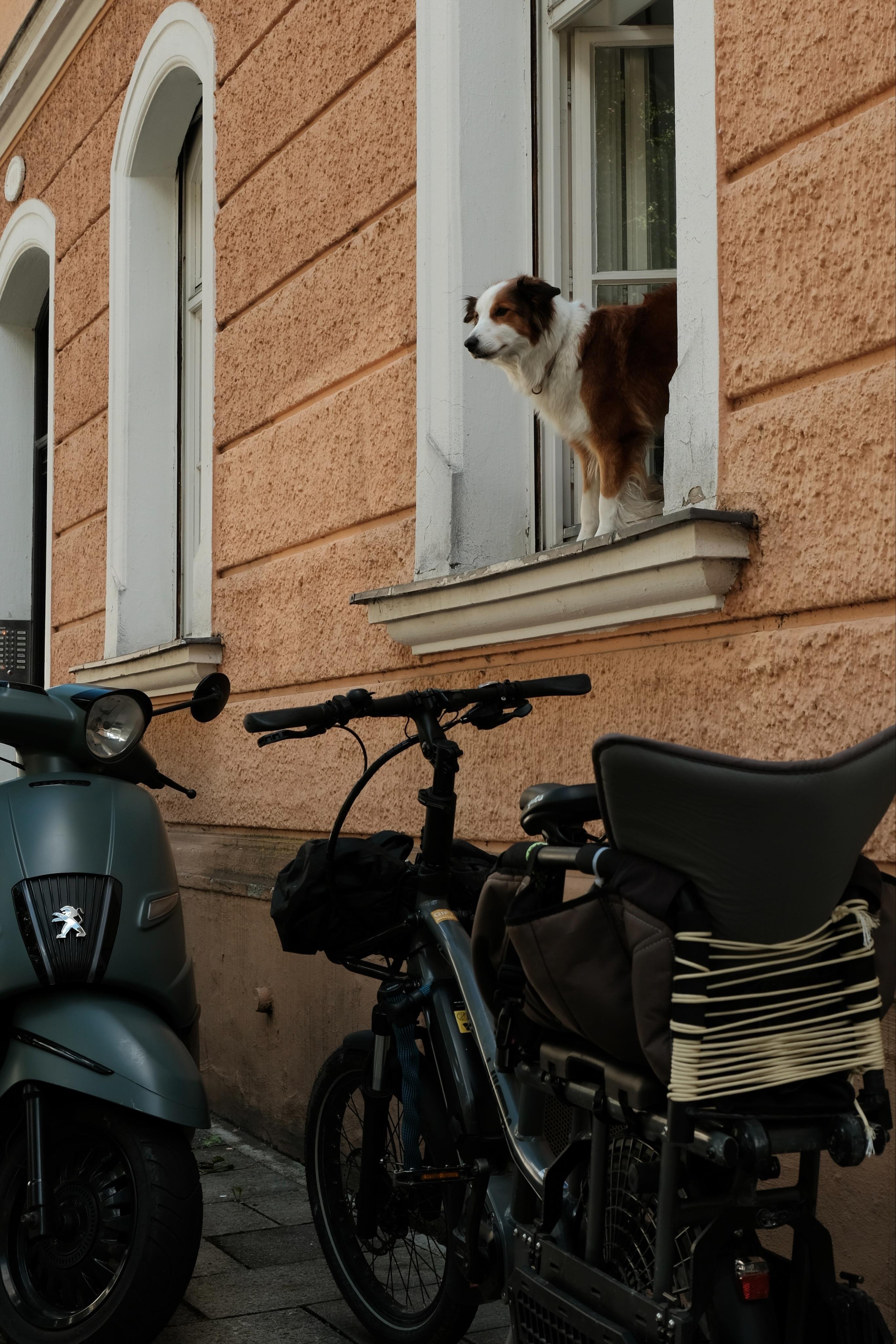 A dog leaning far out of the window on ground floor, the front feet on the outer windowsill, looking seemingly into the far distance. The house has a rough orange facade, on the pavement in front of the window a bike and a Vespa are parked.