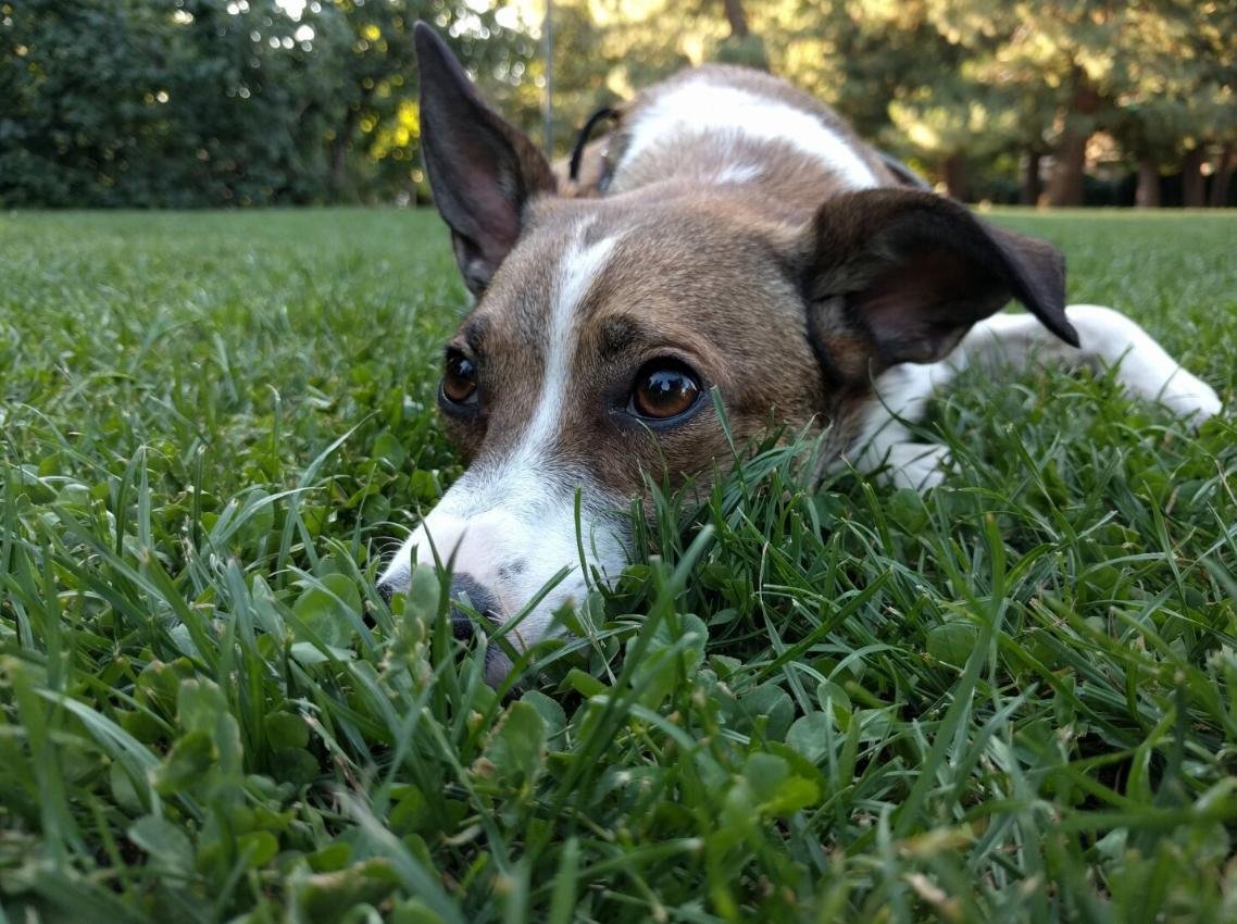 My beloved dog
