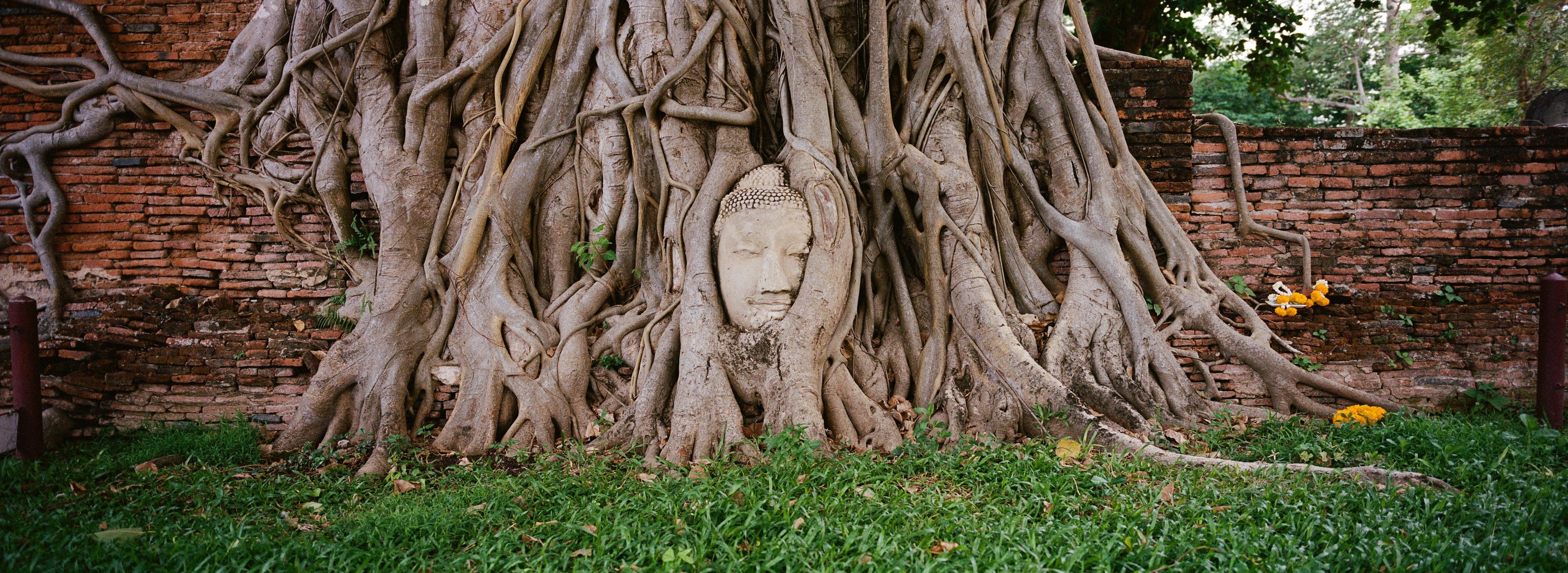 Panoramic color photo, landscape orientation, of a Buddha head embedded among thick tree roots at the base of a large trunk, with green grass in the foreground and a red brick wall behind
