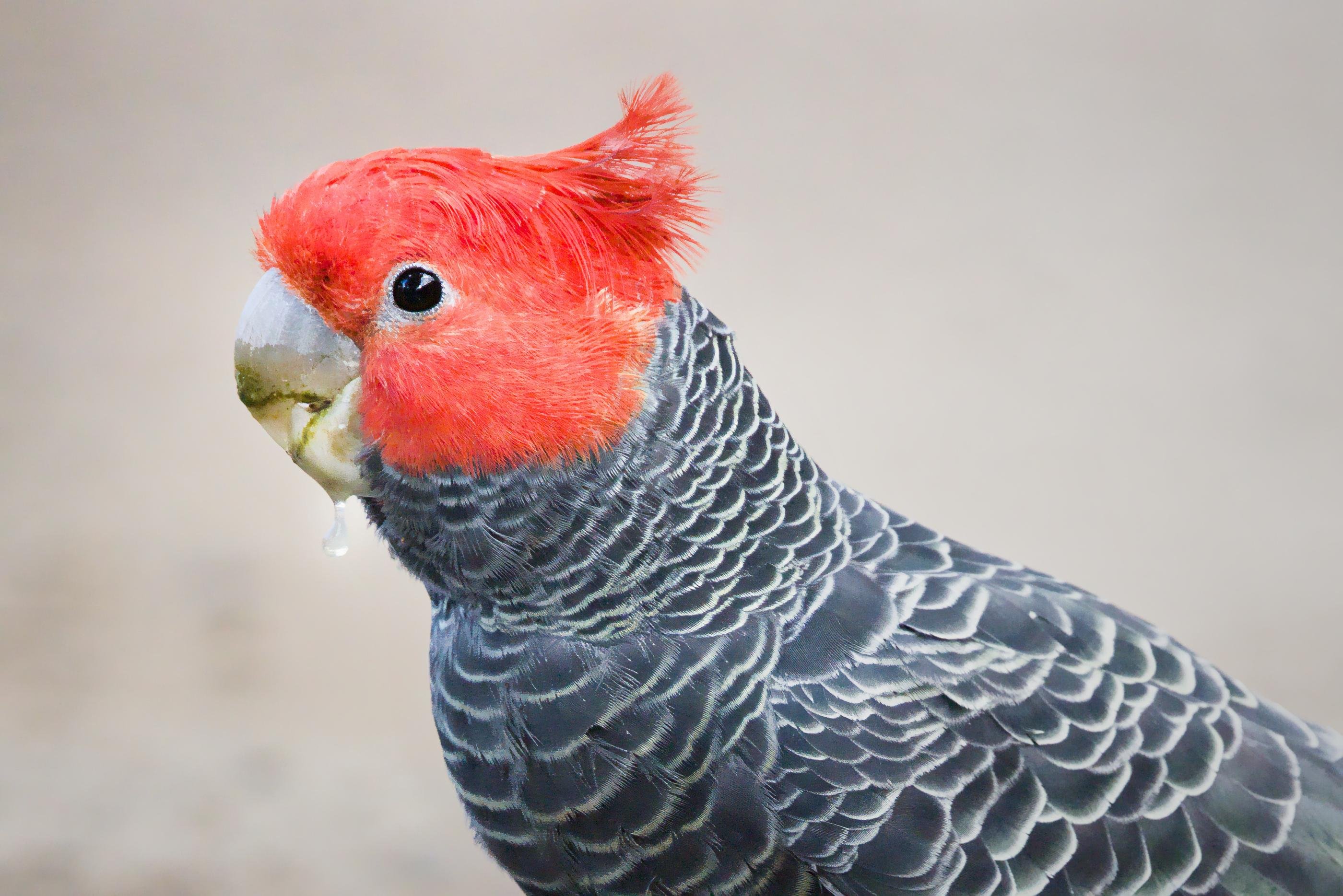 Close up of a male gang gang with with a droplet of water hanging off its beak against a blurred beige background.