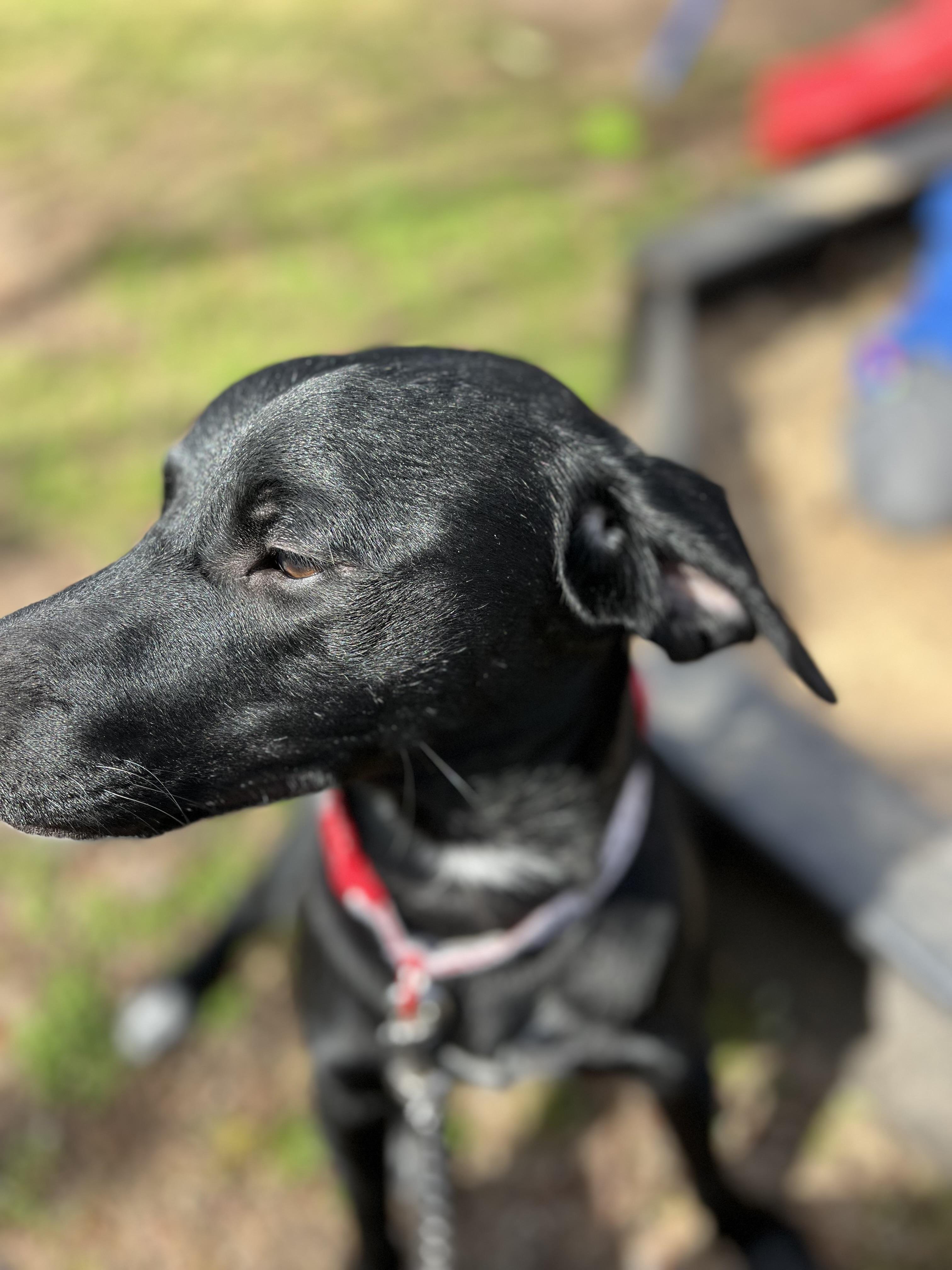 The image shows a black dog wearing a red collar outdoors. The background is slightly blurred, highlighting the dog.