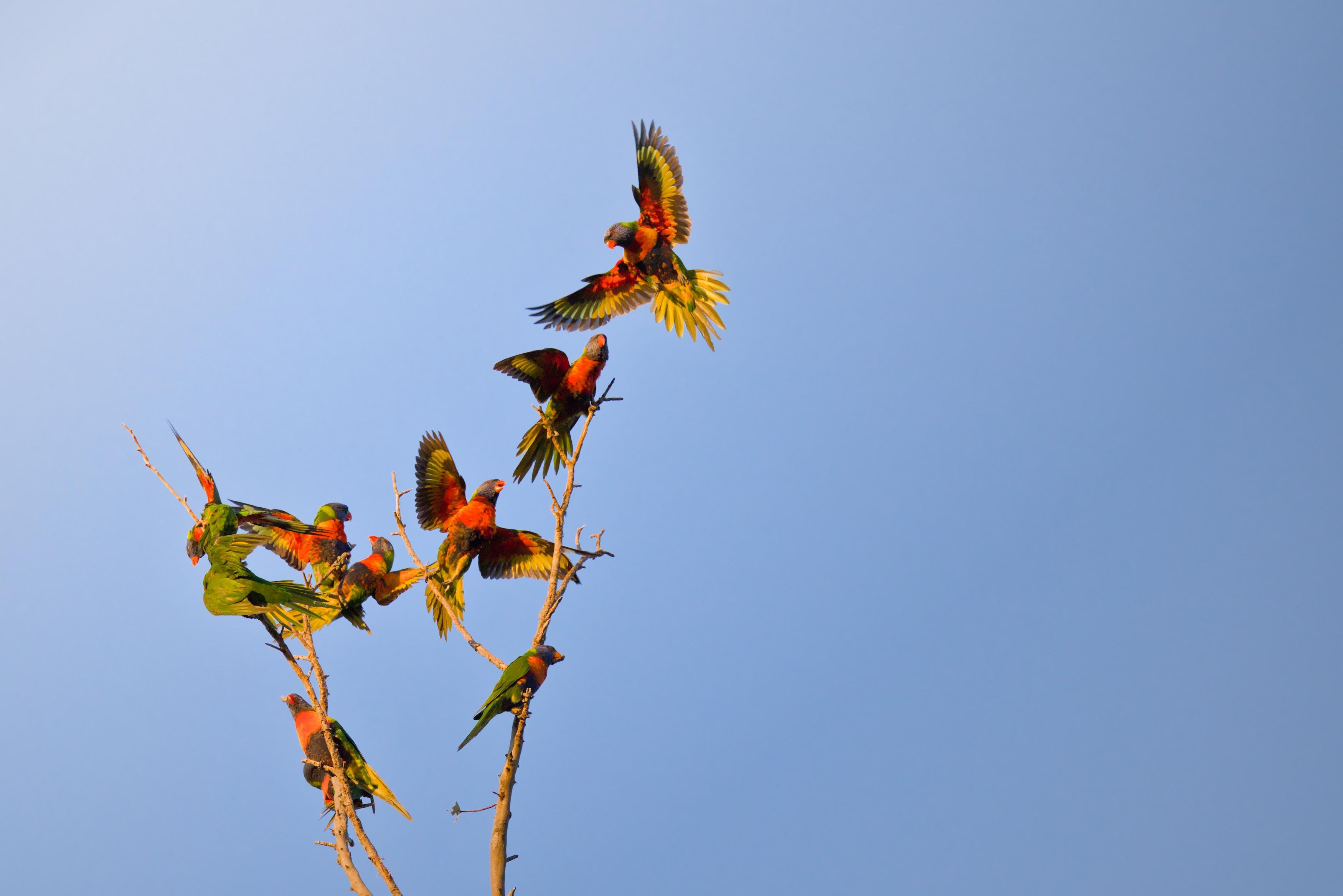 Flock of rainbow lorikeets perched and fluttering on bare tree branches against a clear blue sky, with several birds mid-flight above the top branch.