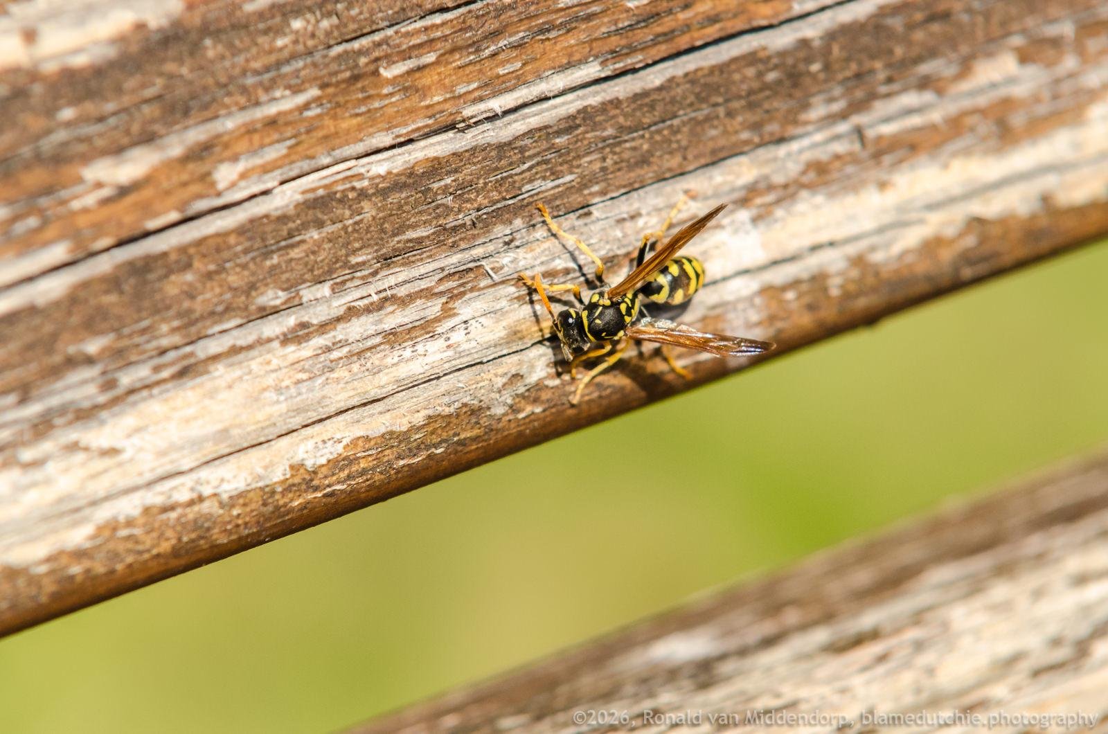 Close-up of a yellow-and-black wasp resting on a weathered wooden rail, with a second blurred rail below and a green out-of-focus background.
