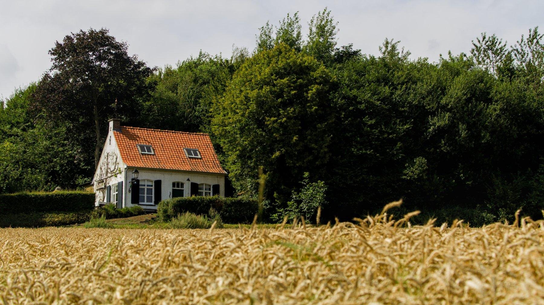 Au premier plan, un champs de blé bien doré, et juste au dessus de la ligne «&nbsp;d’horizon&nbsp;» du champs, une maison blanche au toit orange de profil, avec derrière un bois et ses arbres, sous un ciel blanc