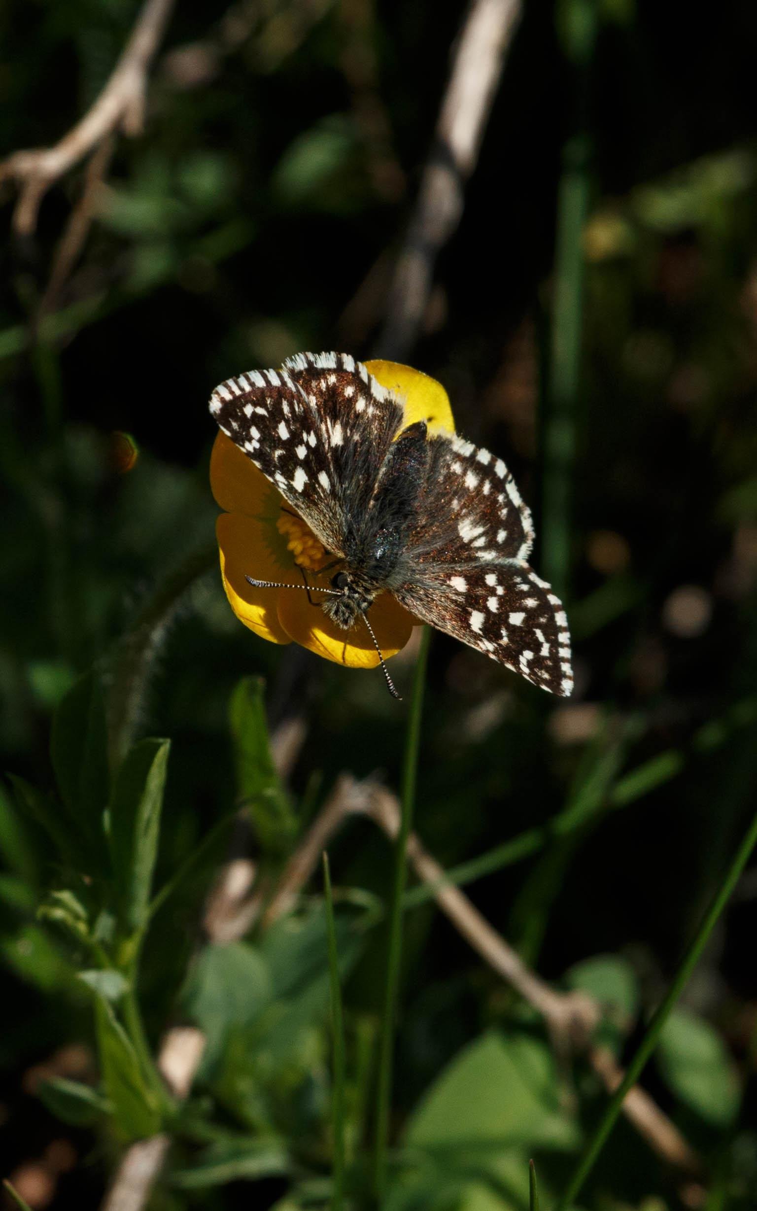 A grizzled skipper (Pyrgus malvae) feeding on bulbous buttercup (Ranunculus bulbosus).