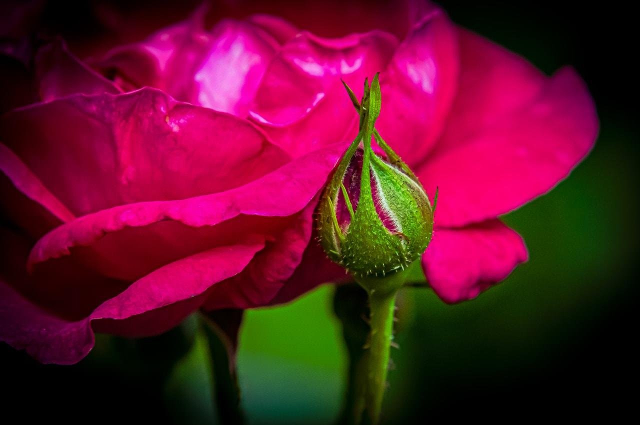 Close-up of a vibrant pink rose in full bloom with soft, velvety petals. To the right, a green rosebud is visible, partially opened, with tiny, pointed sepals and hints of pink. The background is softly blurred, enhancing the focus on the flower and bud.