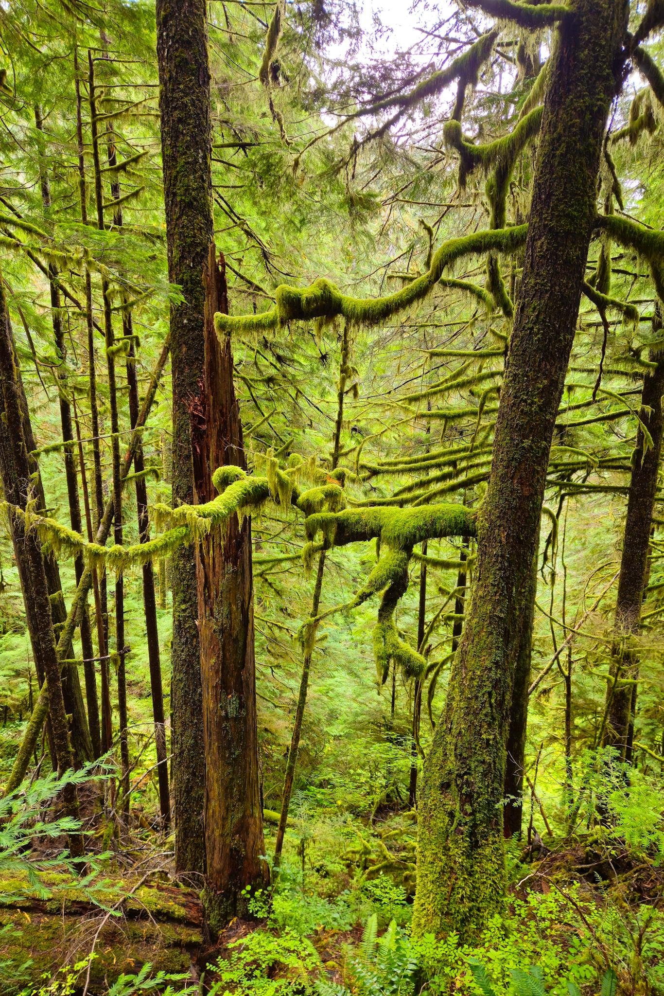 Dense evergreen forest with tall tree trunks and tangled branches draped in bright green moss, viewed on a sloped hillside with ferns and undergrowth in the foreground.