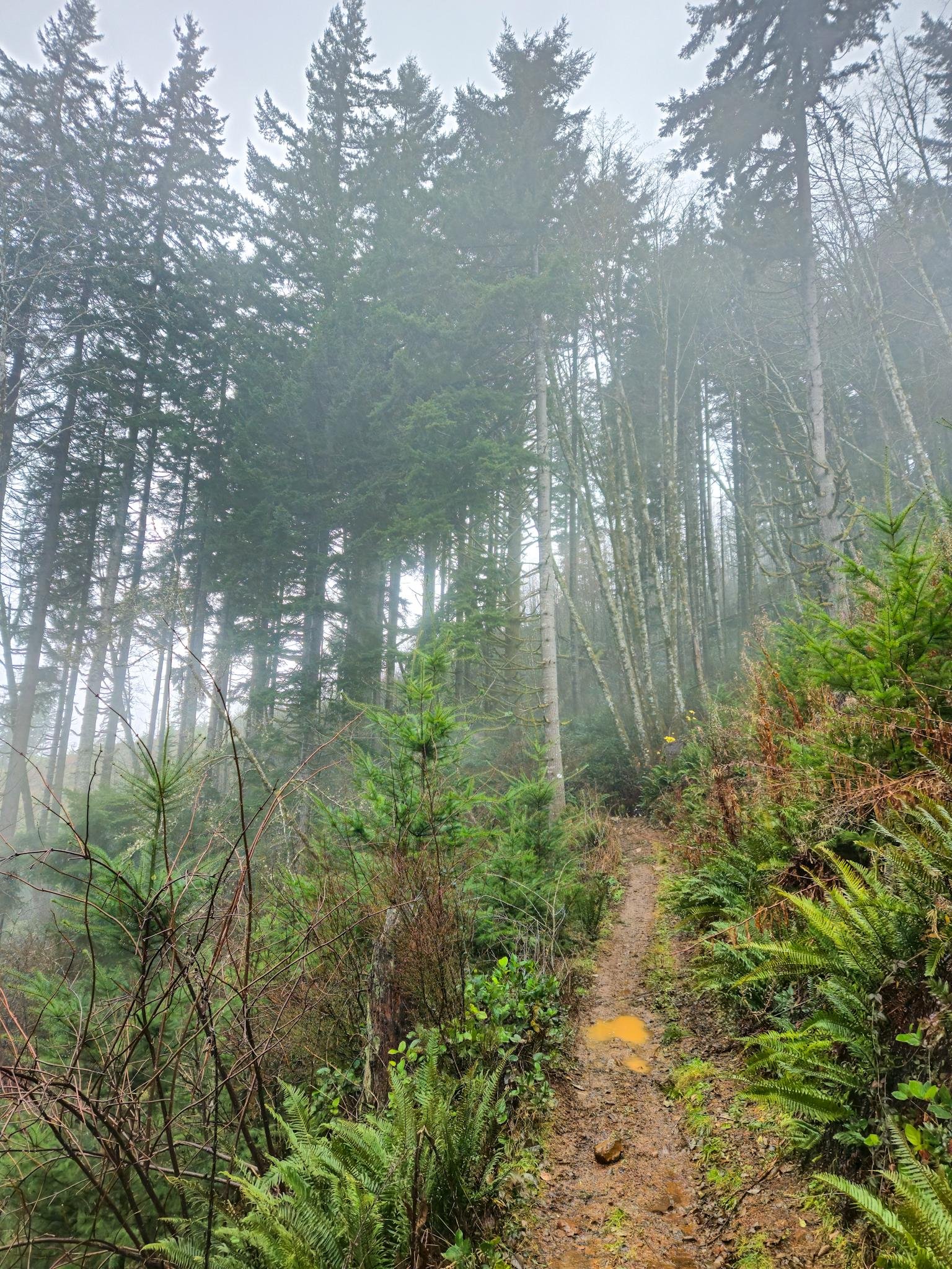 This image depicts a foggy forest scene with tall trees and lush greenery. A narrow, muddy path winds through the underbrush, surrounded by ferns and small plants. The fog creates a misty atmosphere, and the environment appears serene and natural.