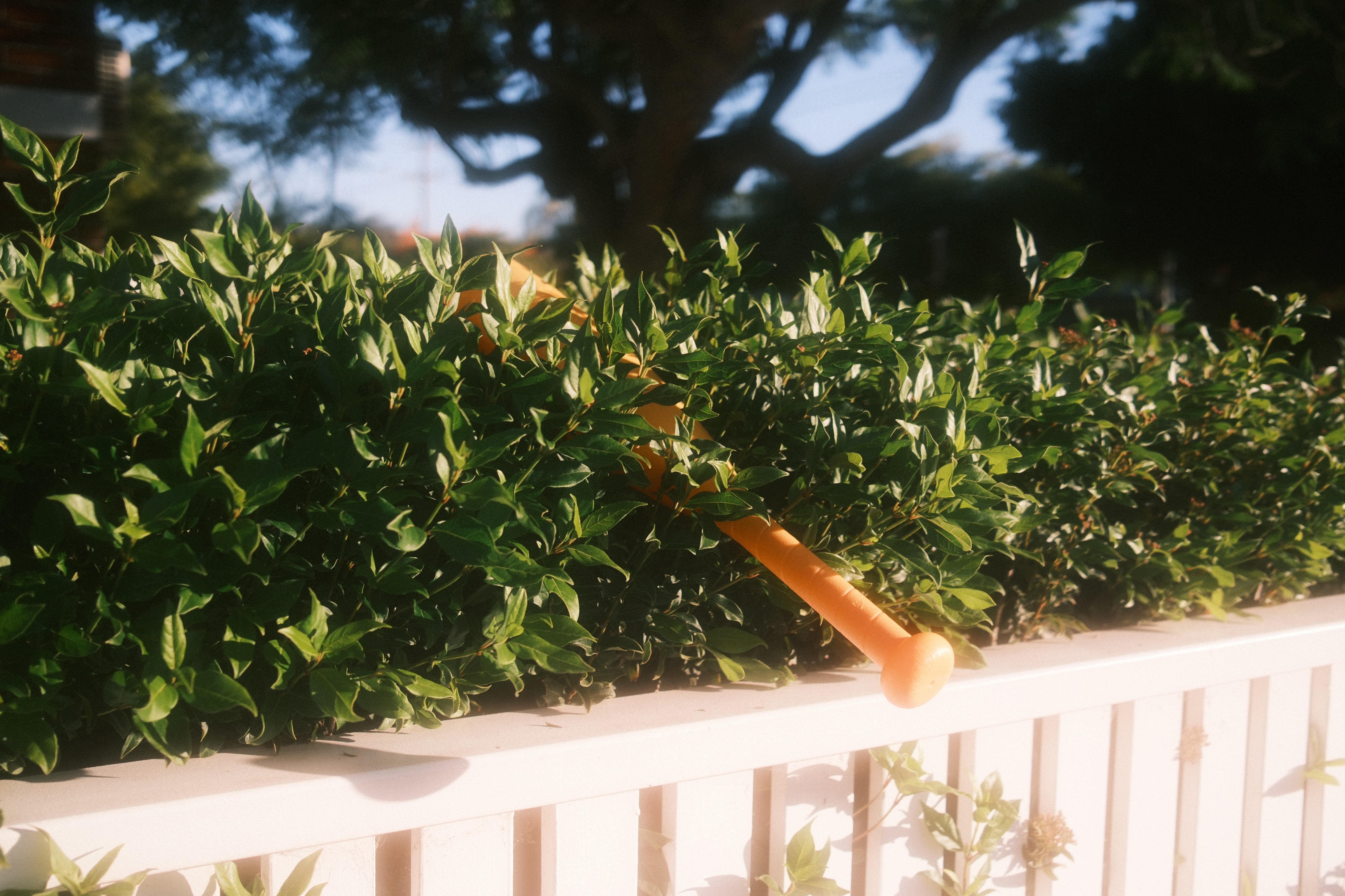 Orange baseball bat resting diagonally on a dense green hedge above a white wooden fence, with a large tree blurred in the background.