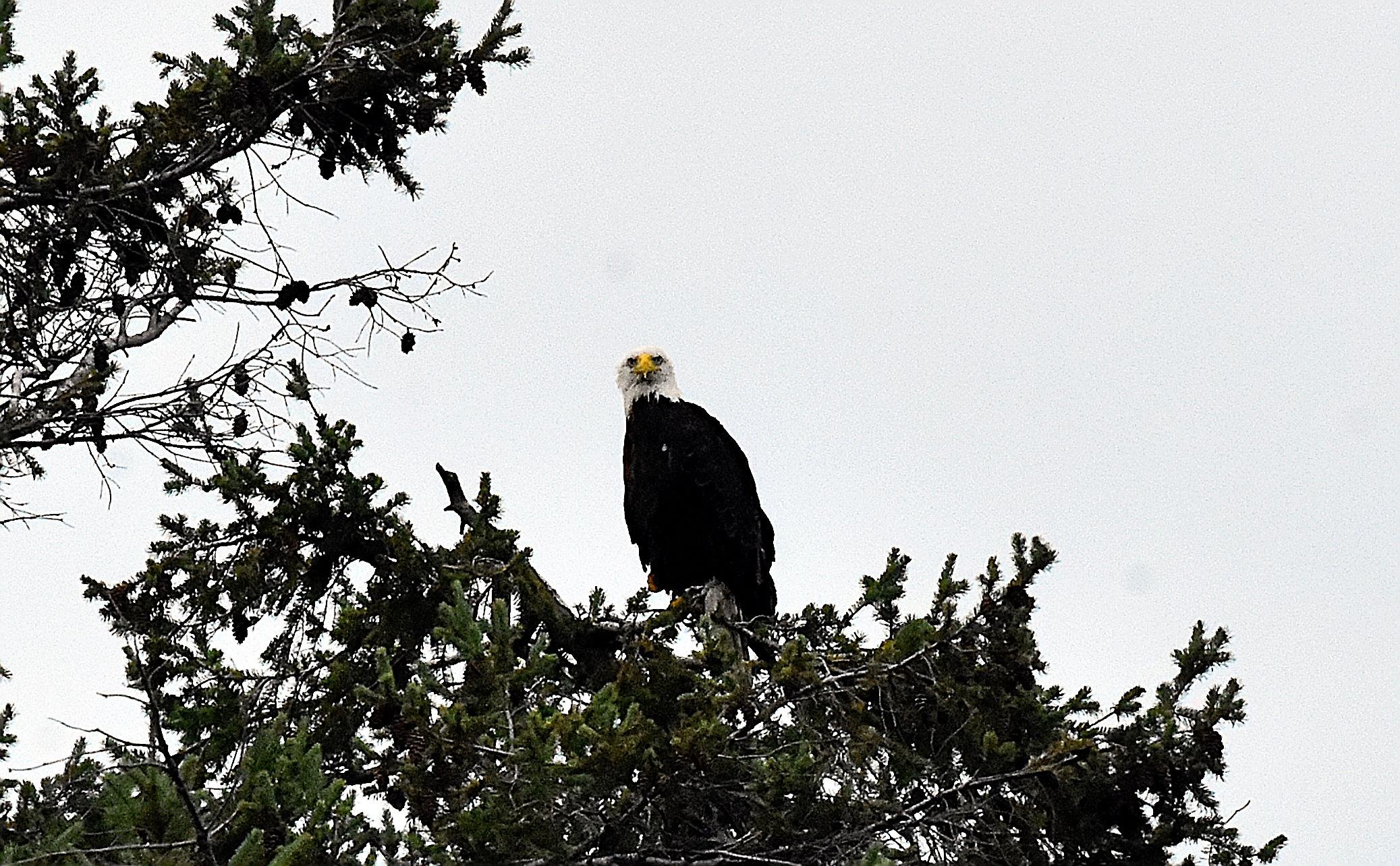 El águila está posada en lo alto de un abeto bajo un cielo gris plomizo, mirando directamente a la cámara.

Es una rapaz muy grande, con la cabeza totalmente blanca, el pico amarillo y el cuerpo y las alas de color negro.

Si estás leyendo este texto es porque tienes dificultades de visión y espero que te haya ayudado a ver la imagen. Si no ha sido así, te agradecería los comentarios.
Si lo has leído aunque ves la imagen sin problemas recuerda que debes poner un texto alternativo en tus archivos multimedia para que todo el mundo pueda disfrutarlos.