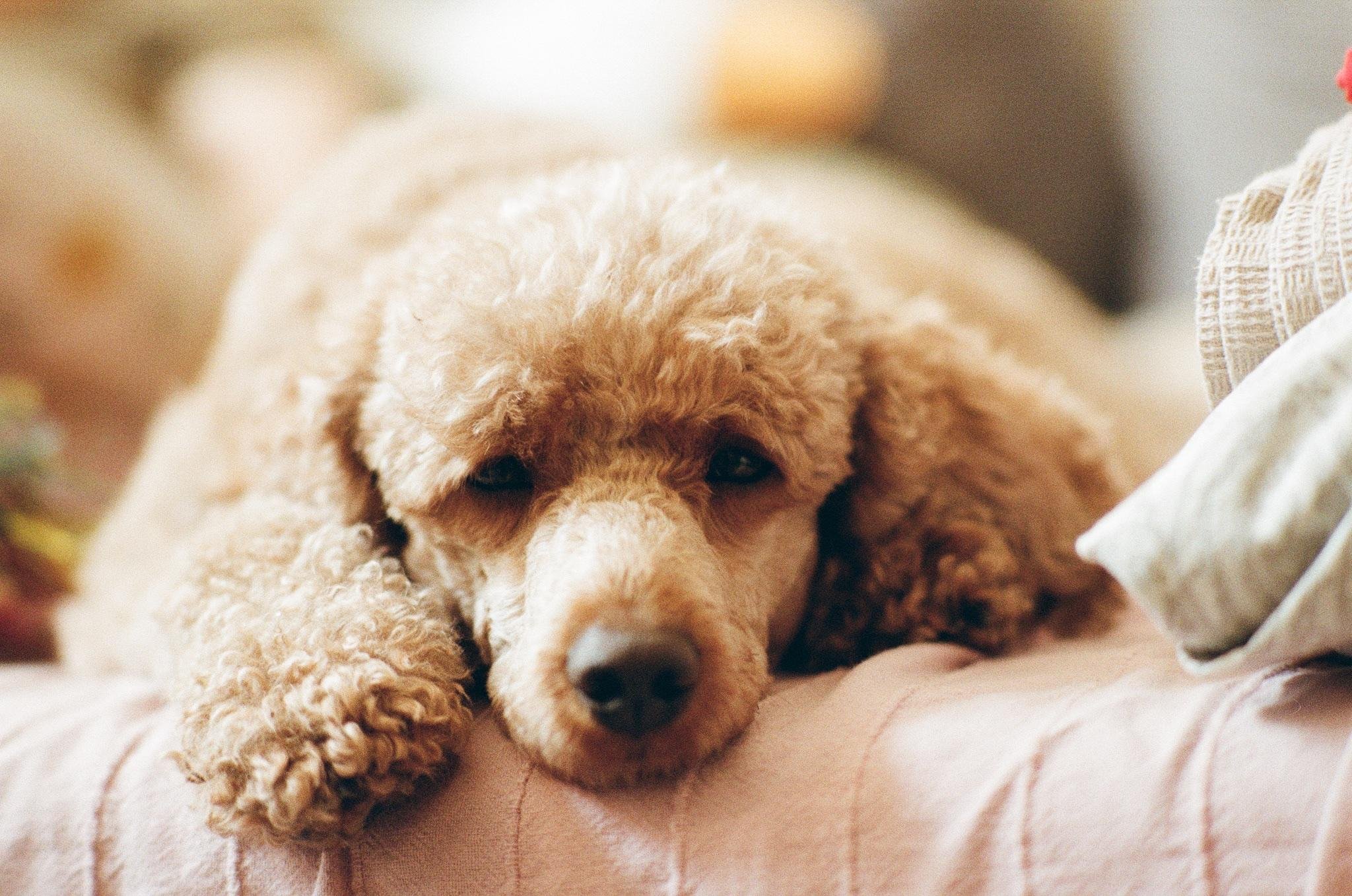 Close-up of a curly-haired tan dog lying on a pale pink couch with its head resting on the cushion, a pillow visible on the right and a softly blurred background.