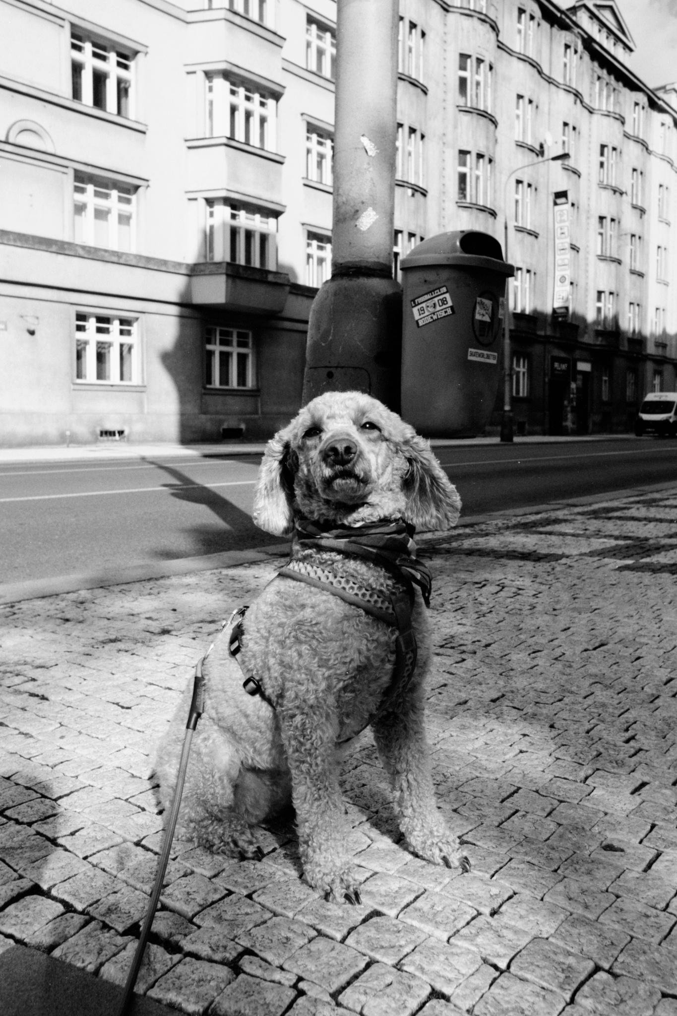 Curly-haired dog wearing a harness and bandana sits on a cobblestone sidewalk with a leash extending toward the camera; behind it are a street, a utility pole, a large trash bin, and multi-story apartment buildings in a black-and-white city scene.