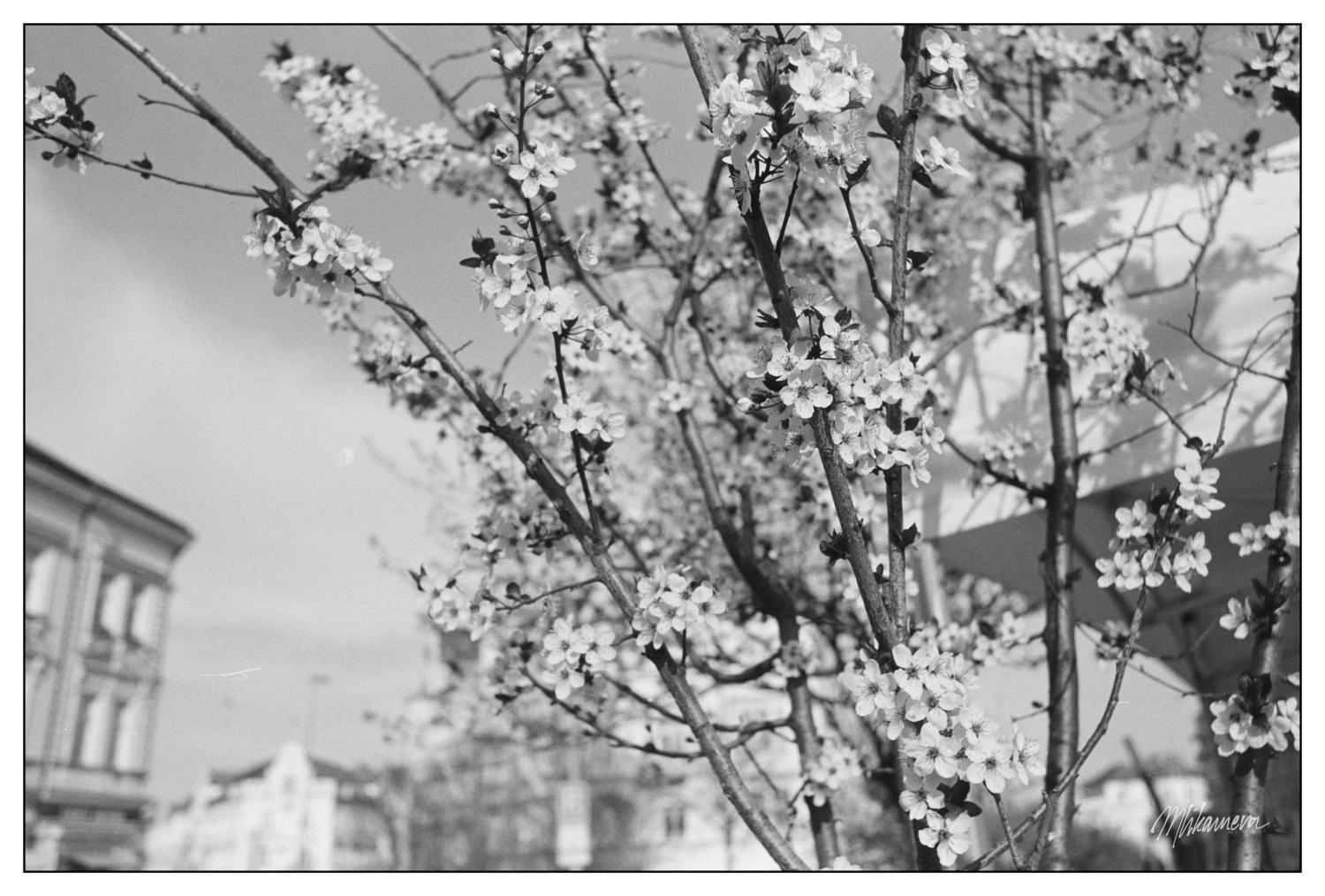Black and white photograph of a blossoming tree with numerous small flowers covering the branches. Urban background with blurred buildings and faintly visible structure on the right. Sky appears overcast, casting a soft light on the scene.