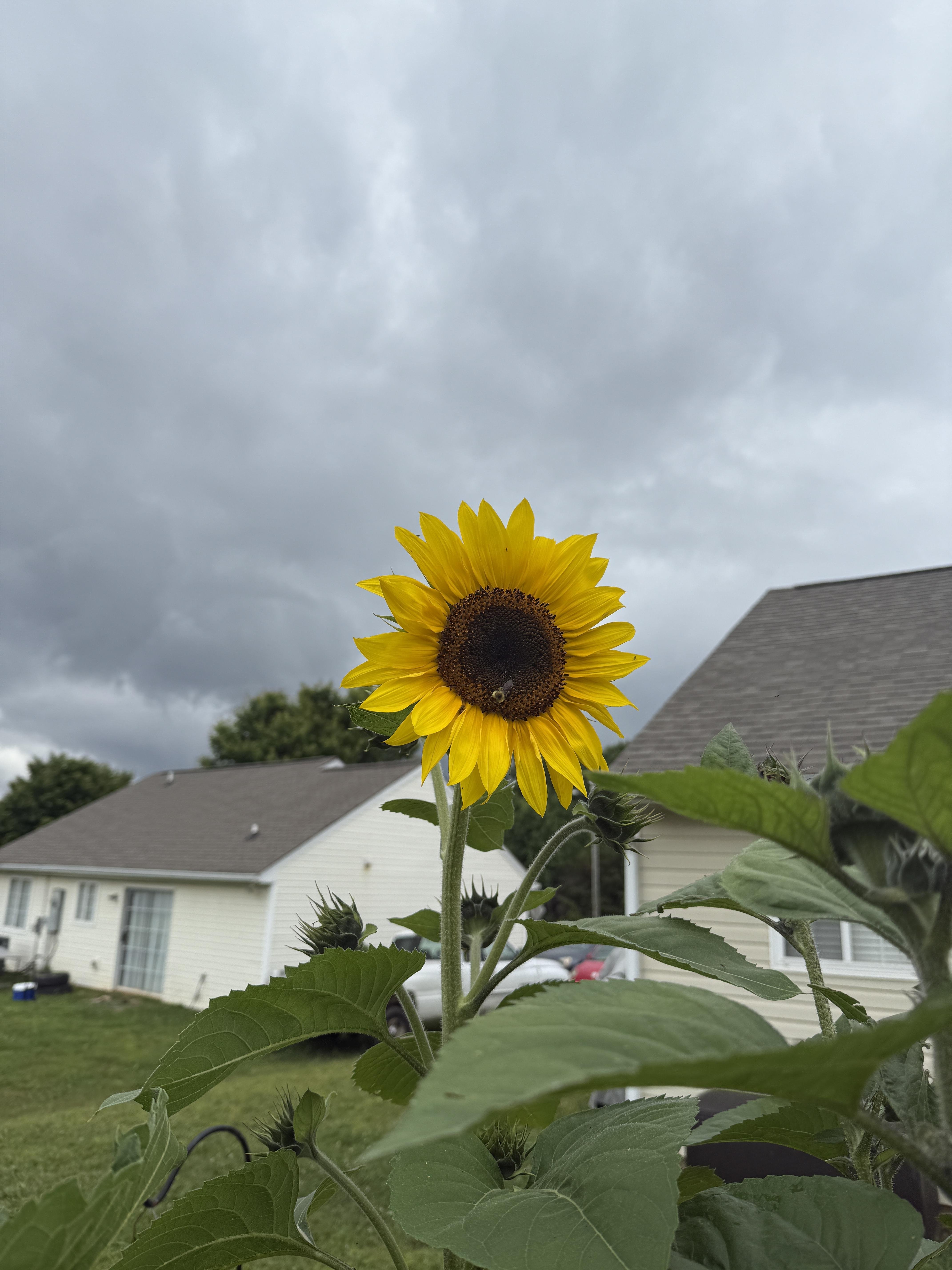Yellow sunflower with a dark center stands prominently in front of two white houses and a gray sky. Large green leaves surround the base of the flower.