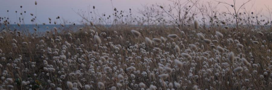 header profile