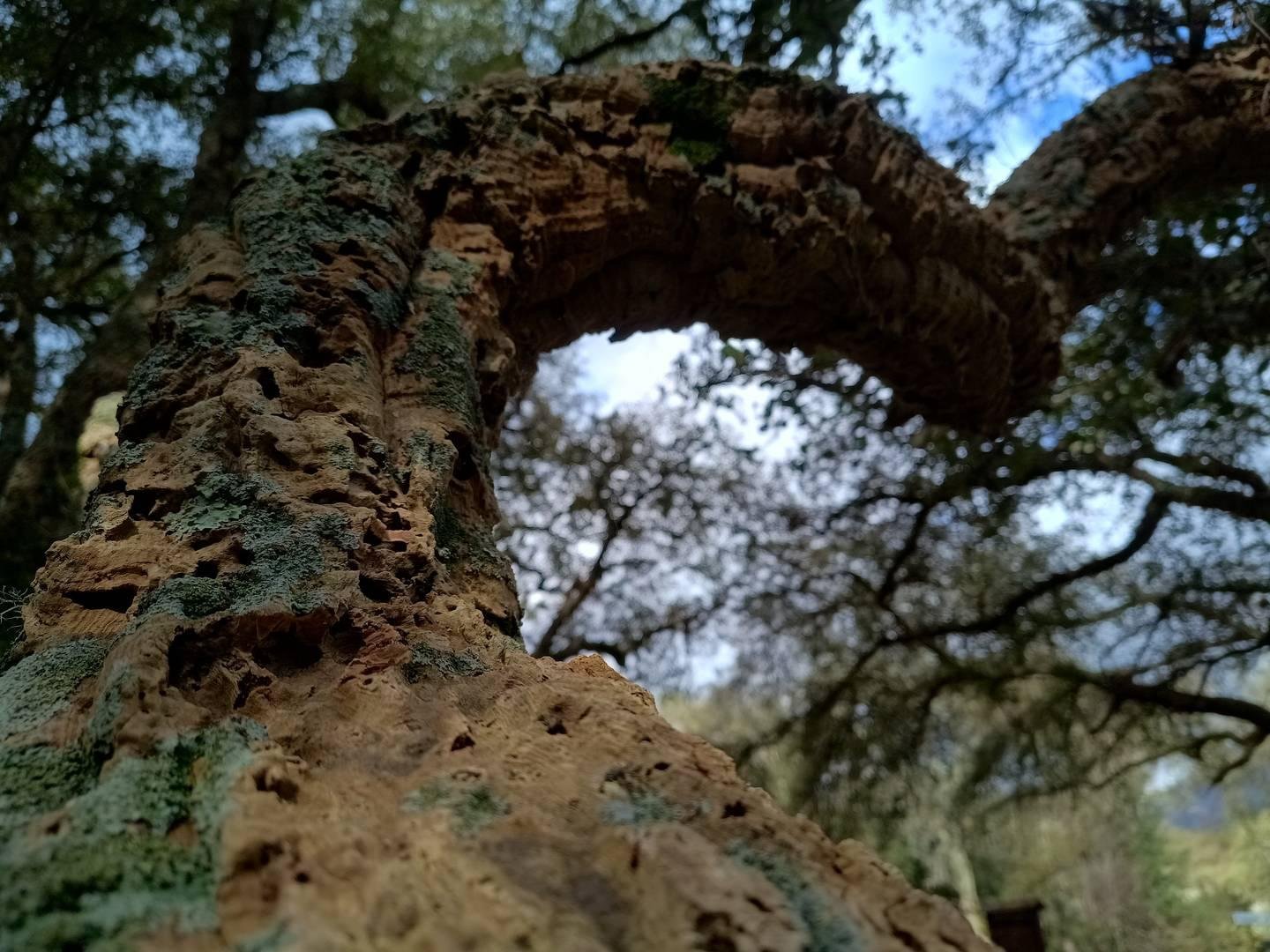 Grosso ramo nodoso di una quercia da sughero.