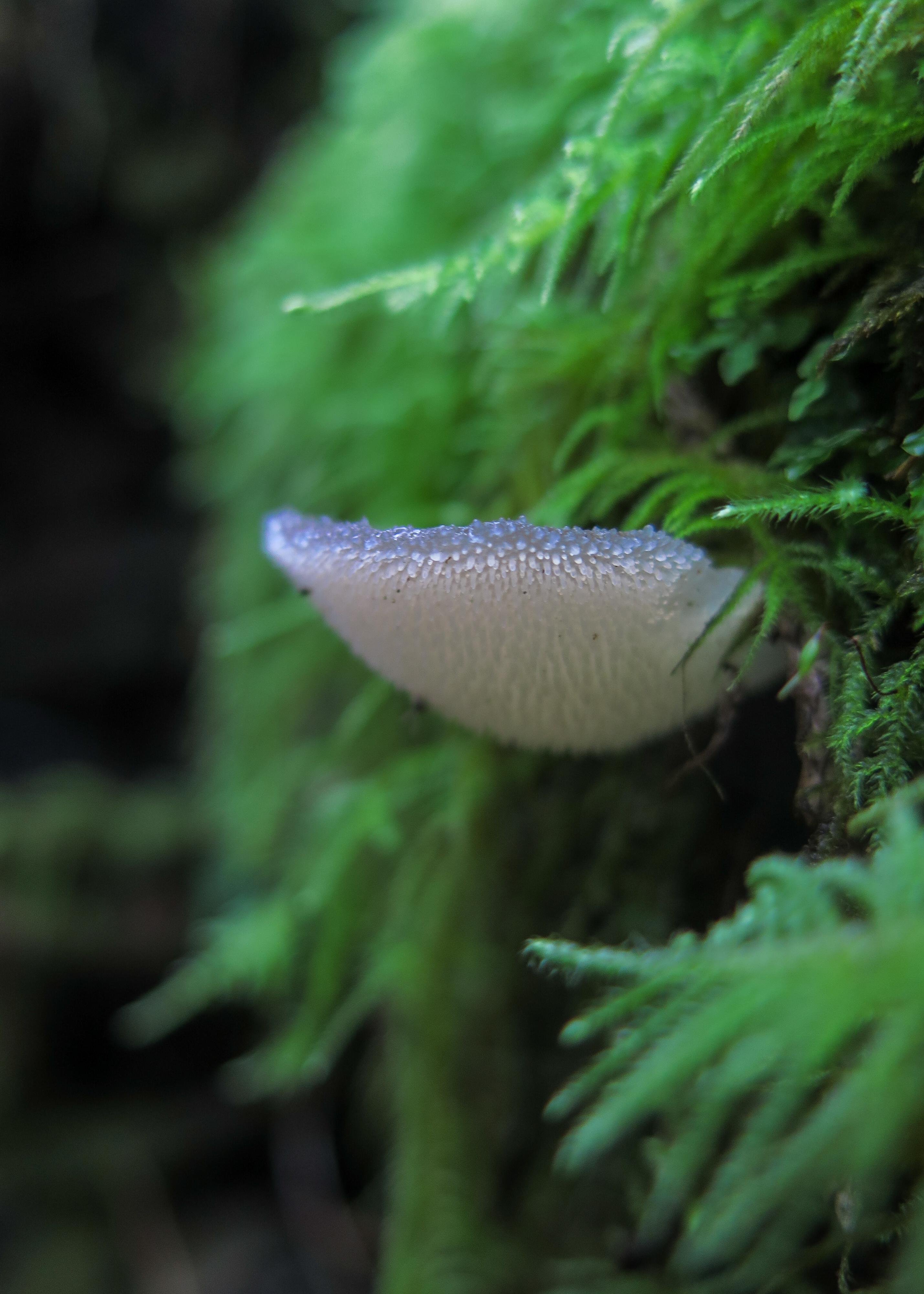 This image shows a white mushroom growing on a tree or log, surrounded by green moss. The mushroom has a textured surface, giving it a unique appearance. The surrounding moss adds a lush, natural setting to the scene.