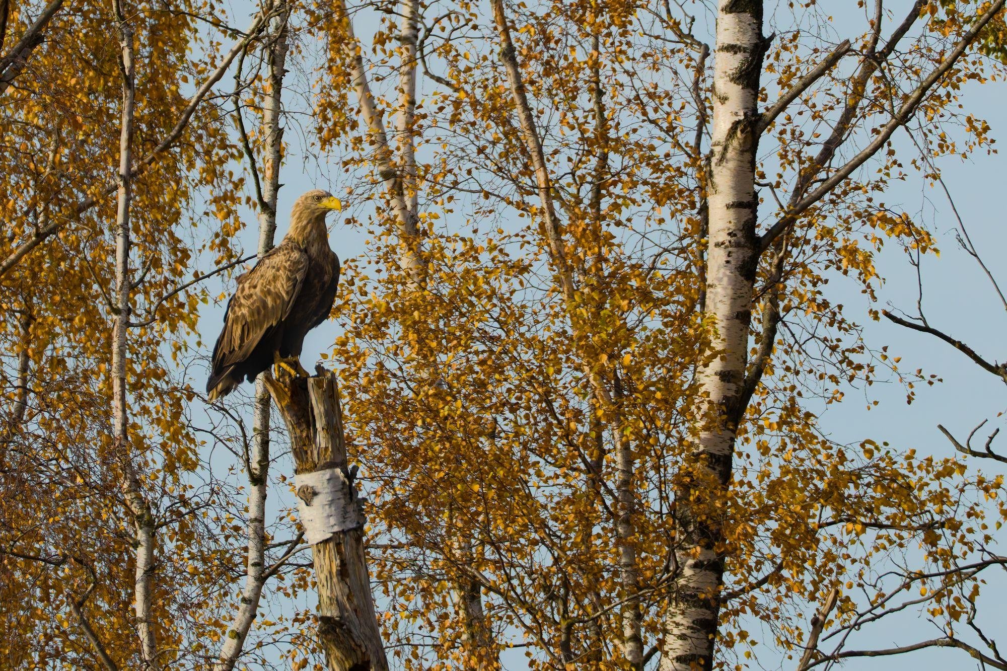 Large brown raptor perched on a broken tree trunk, surrounded by birch trees with yellow autumn leaves against a pale blue sky.