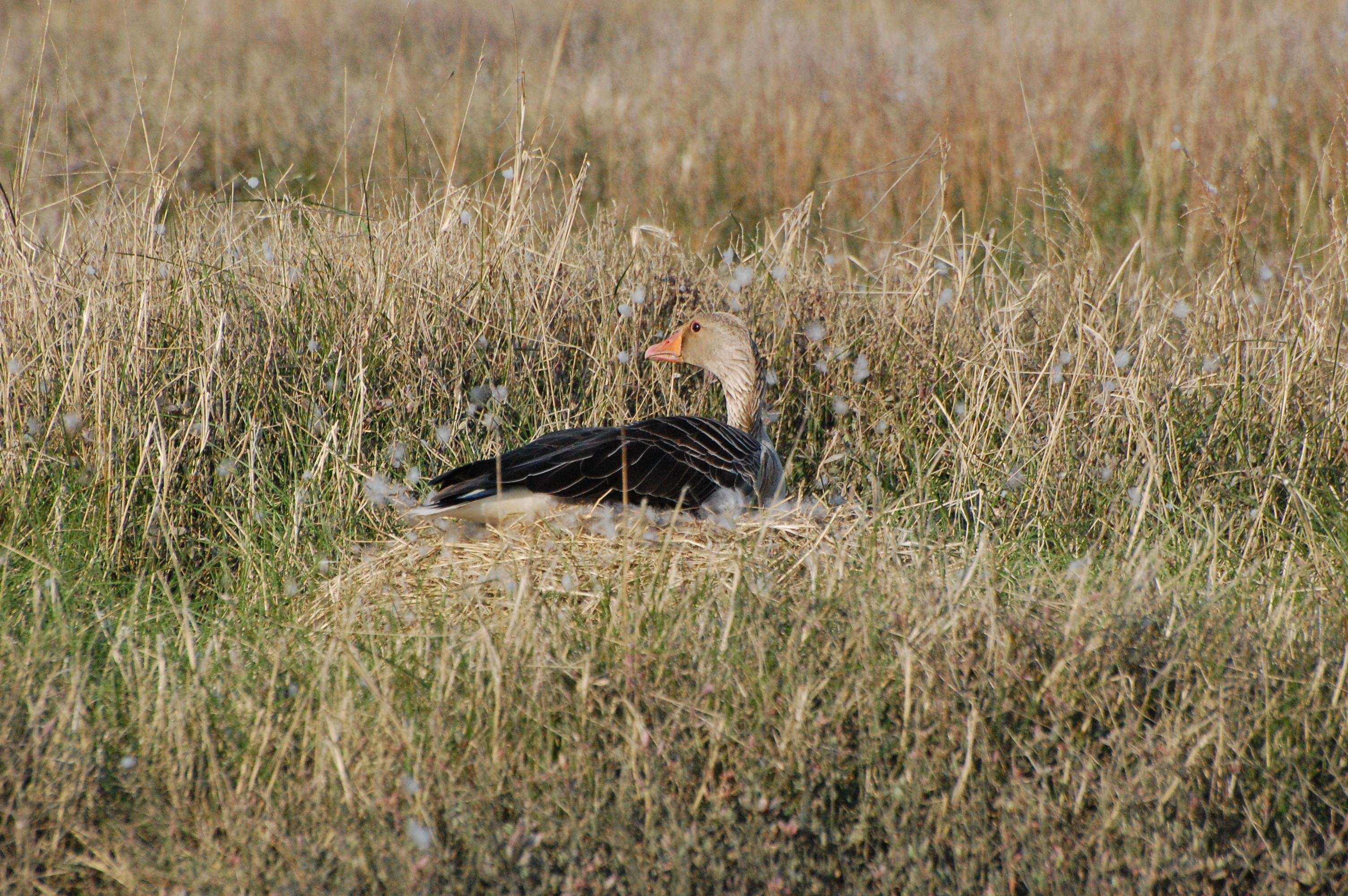 The image shows a goose sitting in a nest on the ground surrounded by grass and dry plants.