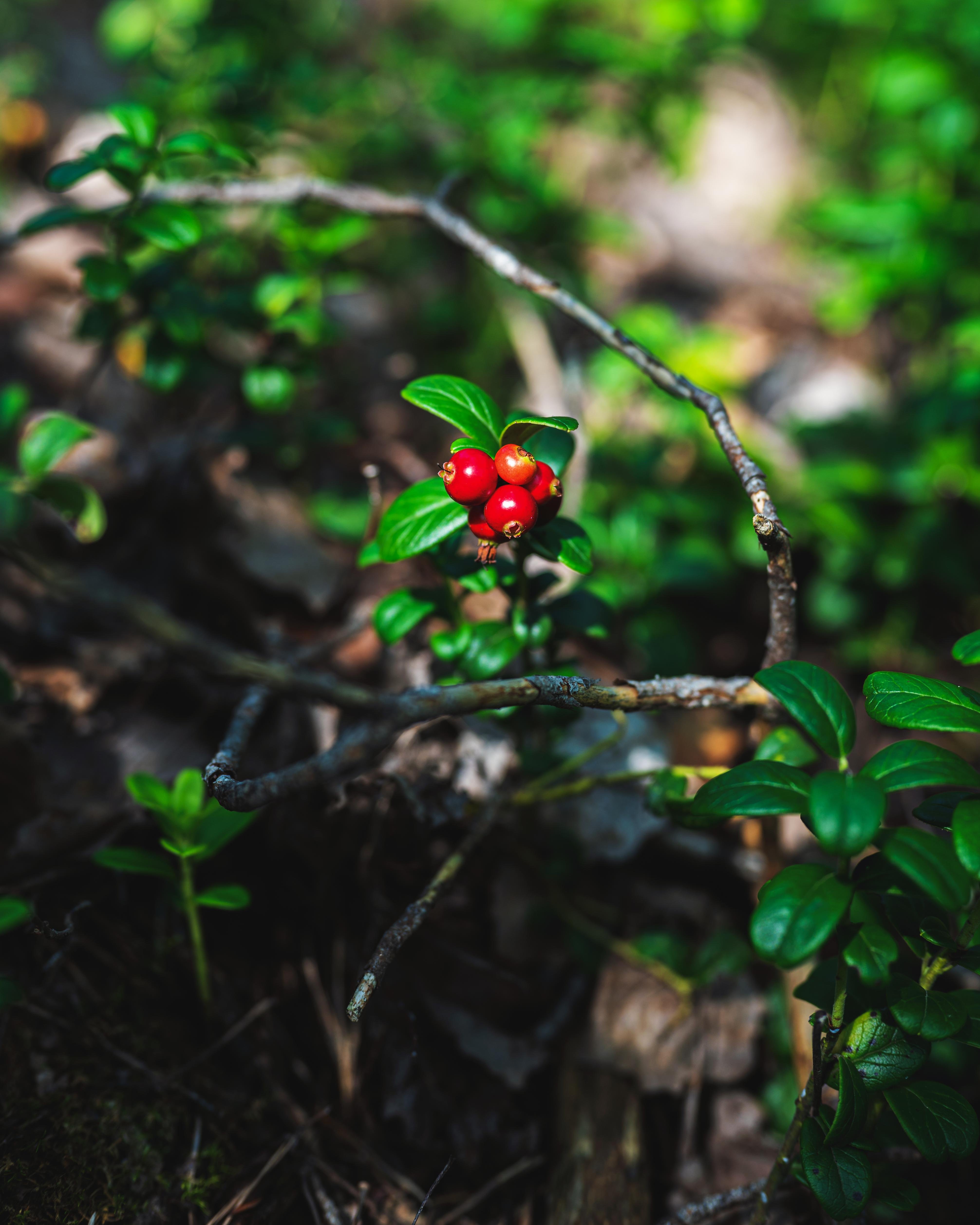 Red berries clustered on a branch surrounded by green leaves in a wooded area. Sunlight filters through the foliage, highlighting the berries and casting shadows on the forest floor. A slender, curved twig arches over the berries.