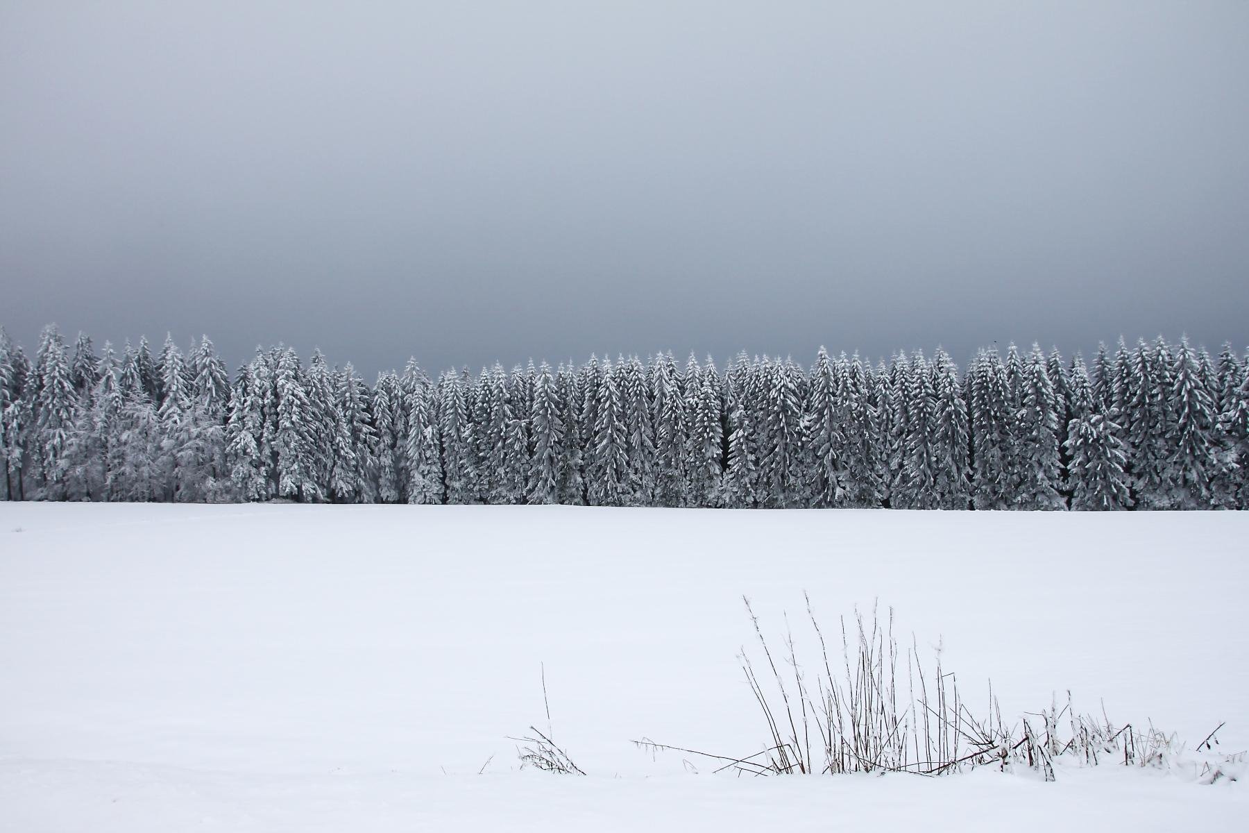 Snow-covered field with a cluster of dry grass in the foreground, a line of frost-coated spruce trees across the middle, and a gray overcast sky above.