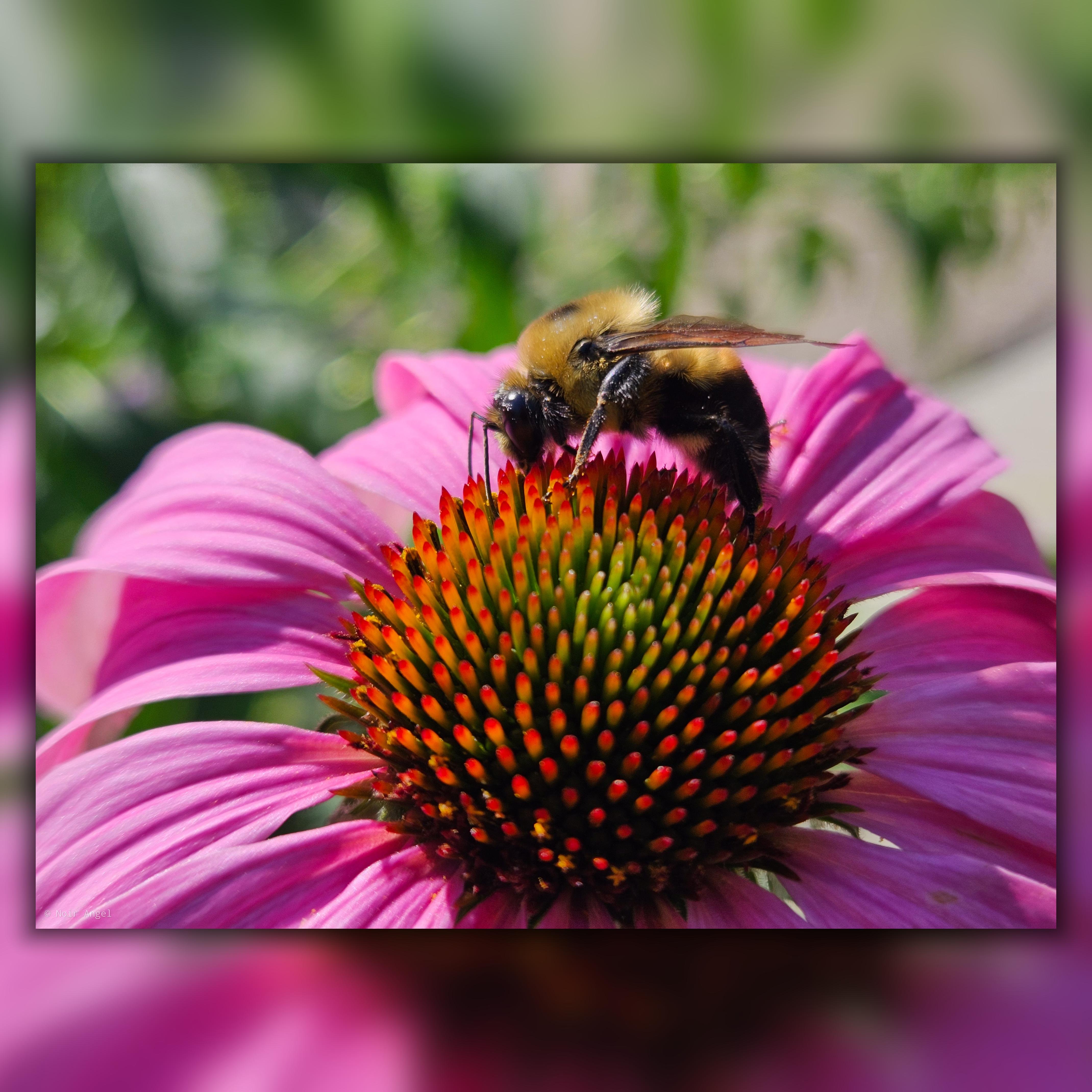The image shows a bee on a pink echinacea flower. The bee is collecting nectar from the flower, which has a vibrant, spiky center surrounded by pink petals. The background is blurred, highlighting the bee and the flower.