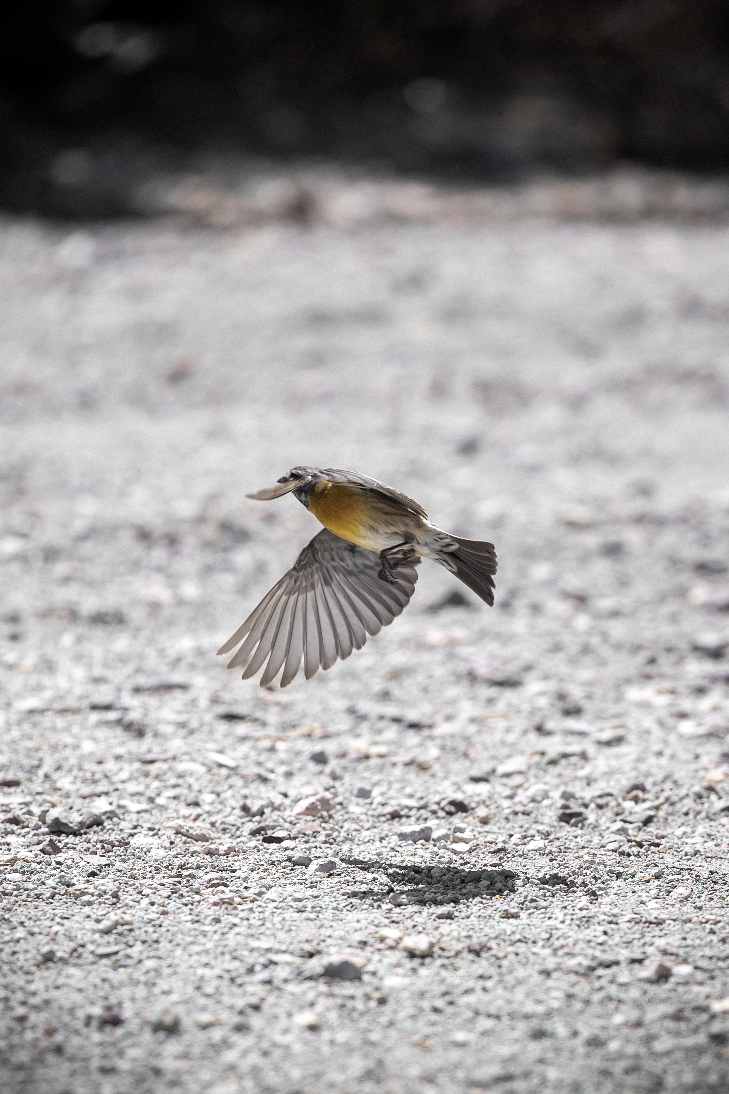 A small bird taking off from the ground.

The bird (probably a Dormilona Fraile) has a yellowish belly and is flying over a gray, gravelly surface.
