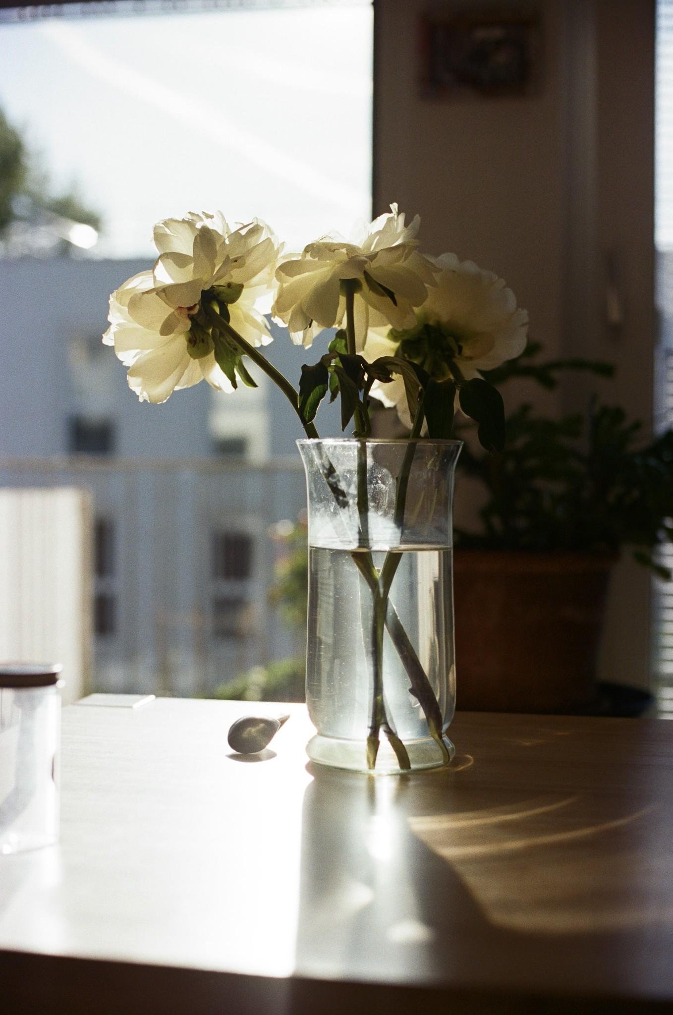 White flowers in a clear glass vase sit on a sunlit wooden table by a bright window, with warm afternoon light casting long shadows across the room.