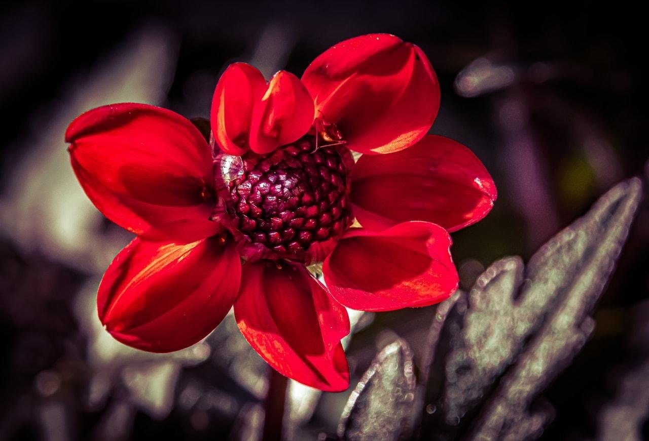 Close-up of a red flower with five broad petals and a dark, textured center, sharply lit against a blurred background of gray-green leaves.