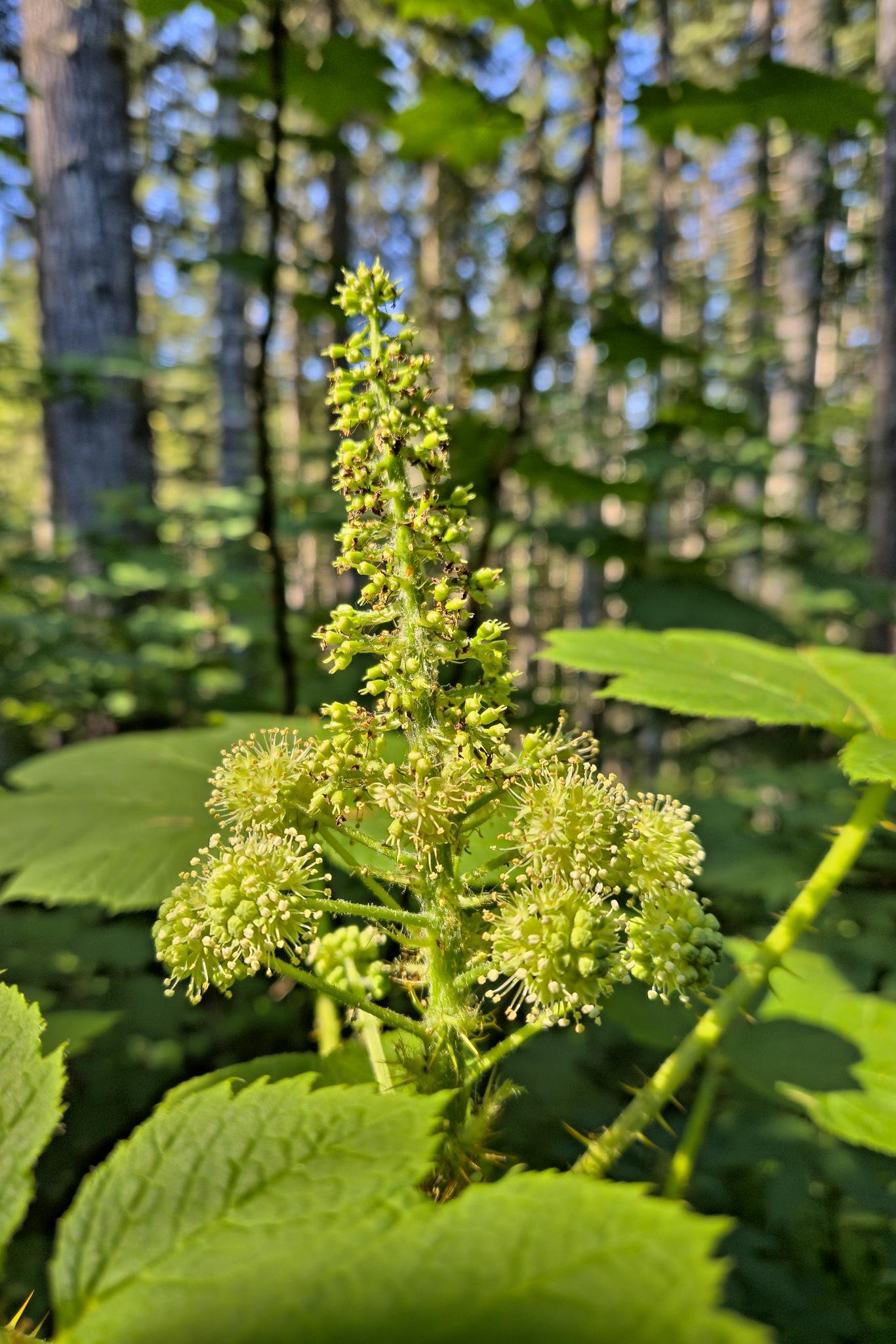 Close-up of a green plant with small, clustered flowers and broad leaves, set against a blurred forest background with tall trees in dappled sunlight.