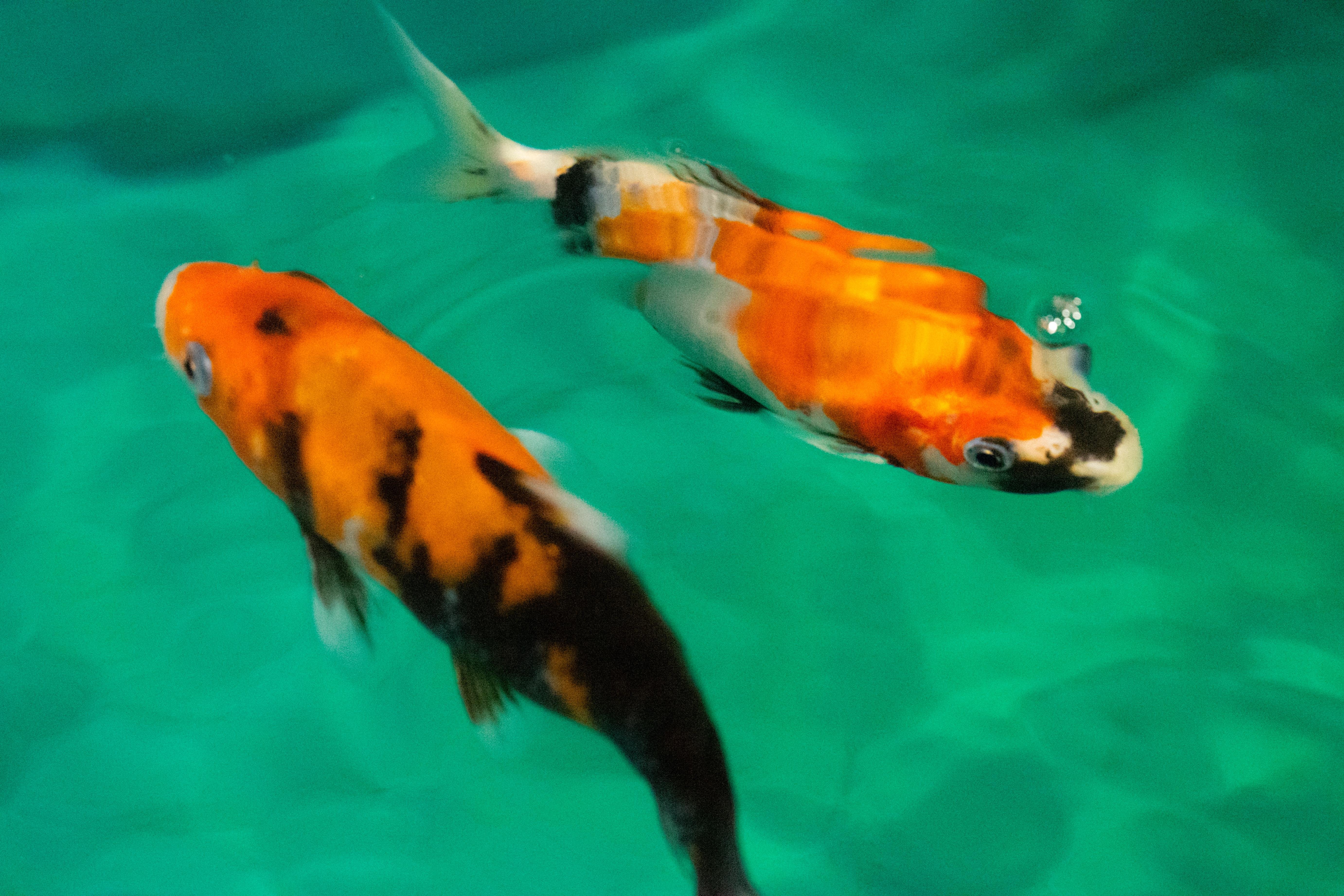 Two colorful koi fish swim in clear turquoise water. The fish on the left is orange with black and white markings, while the fish on the right has a mix of orange, black, and white patches. The water is calm, creating gentle ripples around the fish.