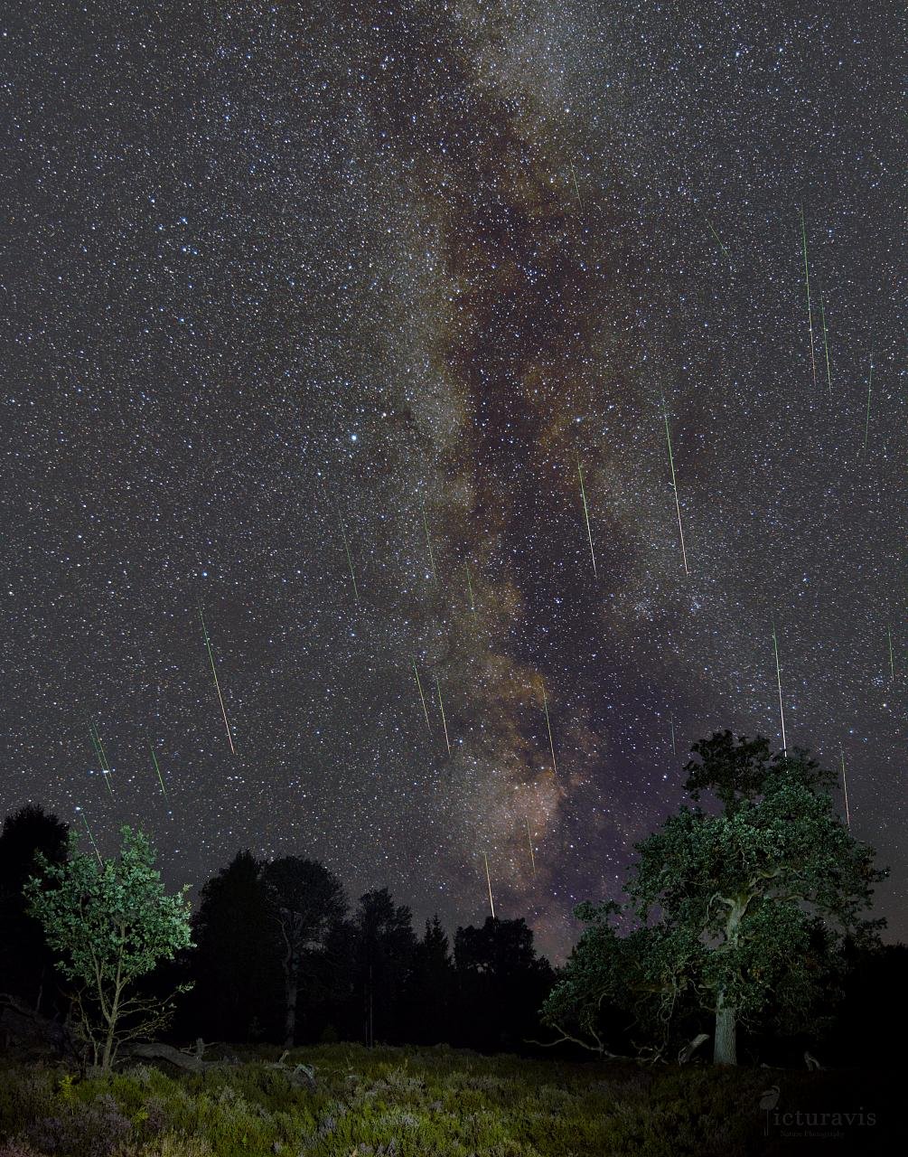 A vertical nightscape with trees in front of numerous stars. The Milky Way rises behind the trees, and 24 greenish meteors streak down roughly parallel to the Milky Way. Some meteors have a gradient from green towards a reddish yellow. Two trees and the overgrown ground are illuminated by torchlight. The Milky Way near the galactic center is a milky white to yellow band with a black band of dust in its center.